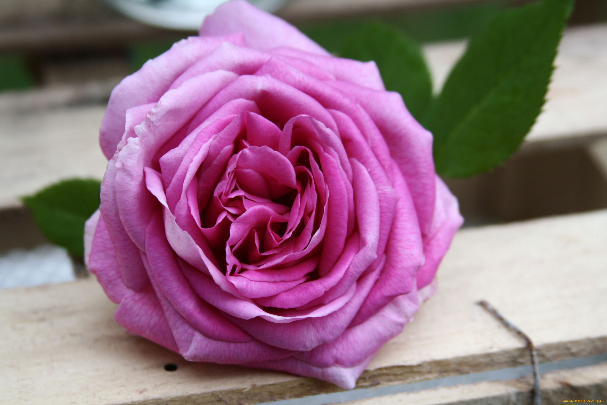 цветы, розы, petals, цветение, бутон, листья, rose, leaves, лепестки, bud, blossoms, роза