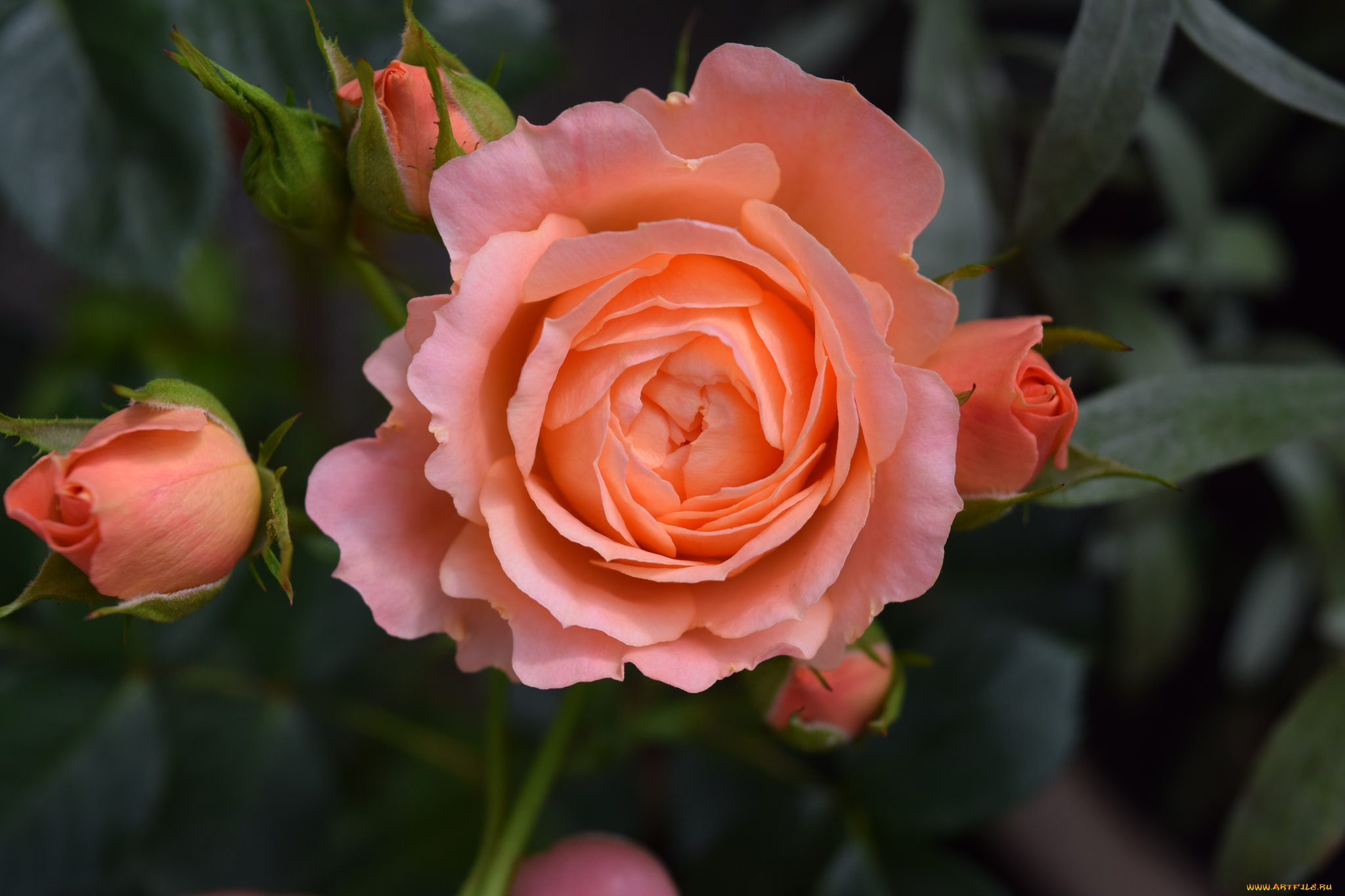 цветы, розы, роза, бутон, лепестки, листья, цветение, rose, bud, petals, leaves, blossoms