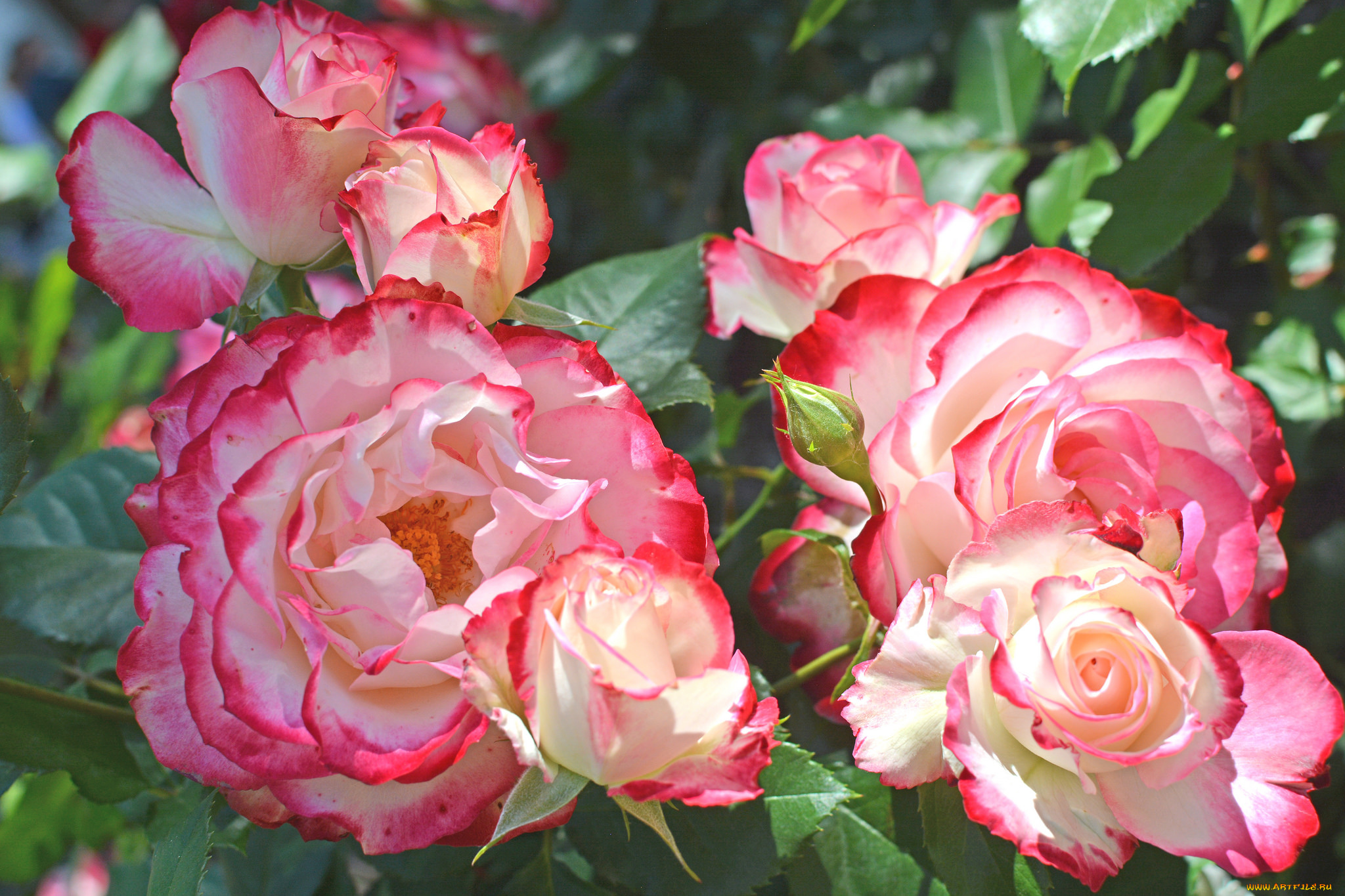 цветы, розы, роза, бутон, лепестки, листья, цветение, rose, bud, petals, leaves, blossoms