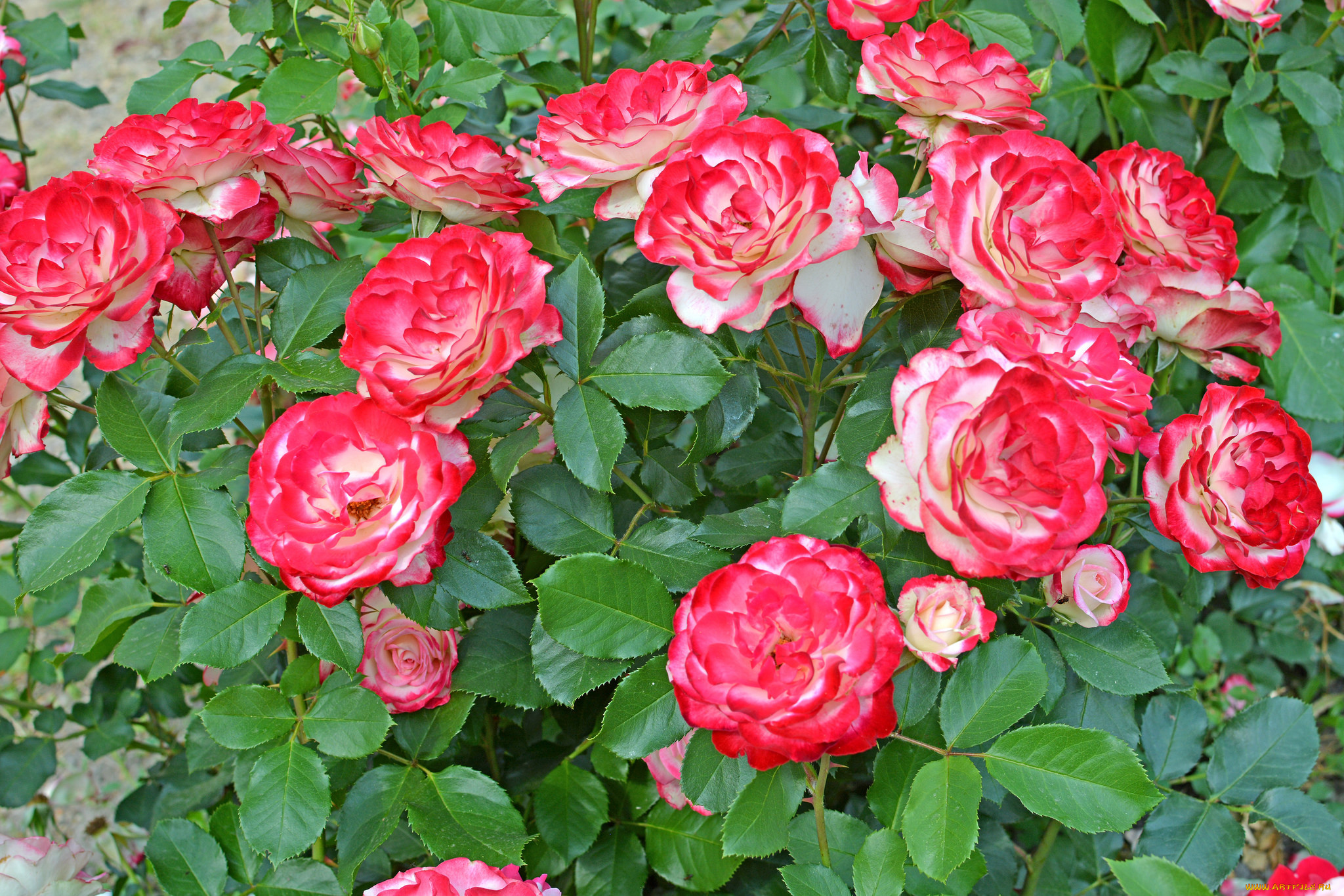 цветы, розы, роза, бутон, лепестки, листья, цветение, rose, bud, petals, leaves, blossoms