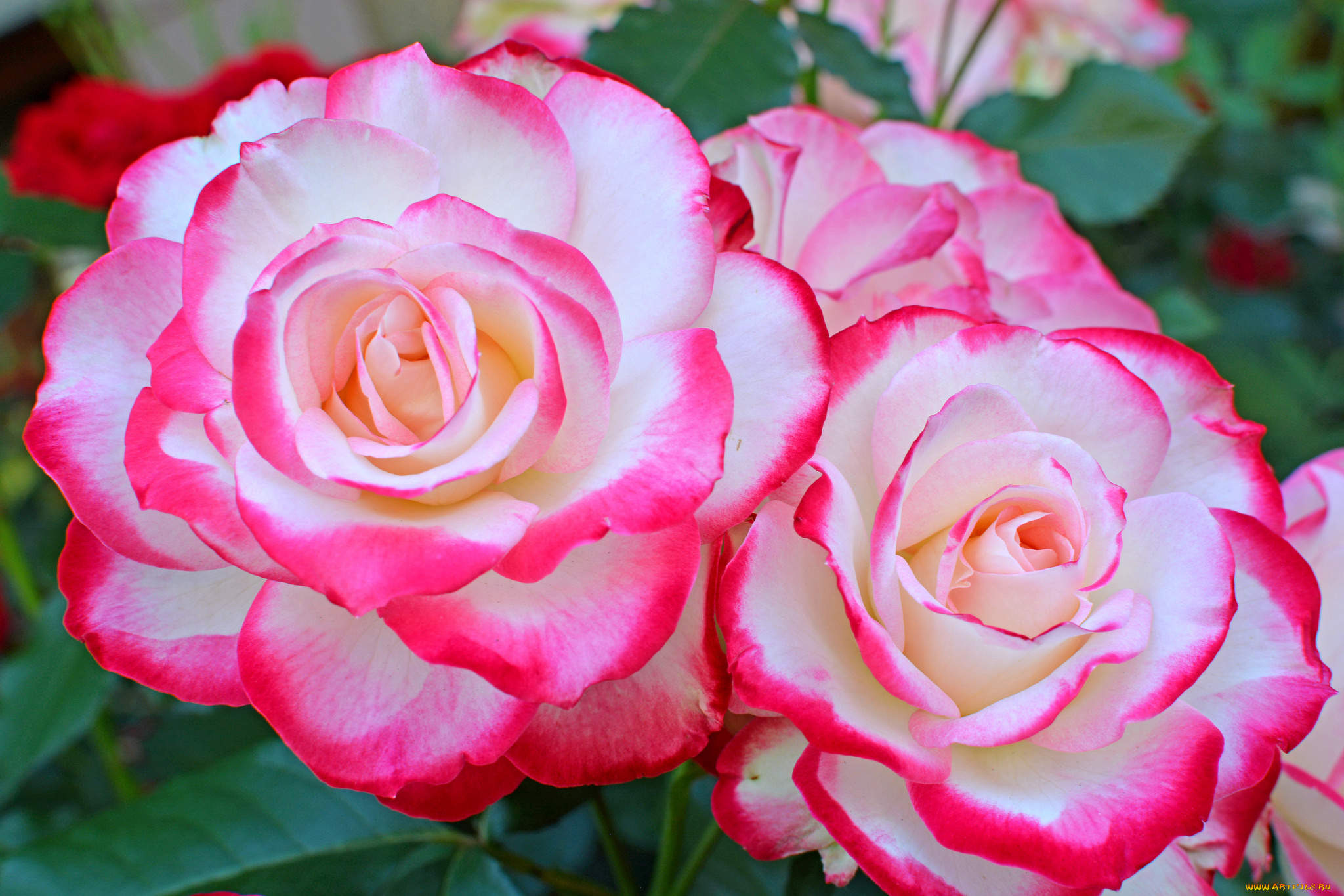 цветы, розы, роза, бутон, лепестки, листья, цветение, rose, bud, petals, leaves, blossoms