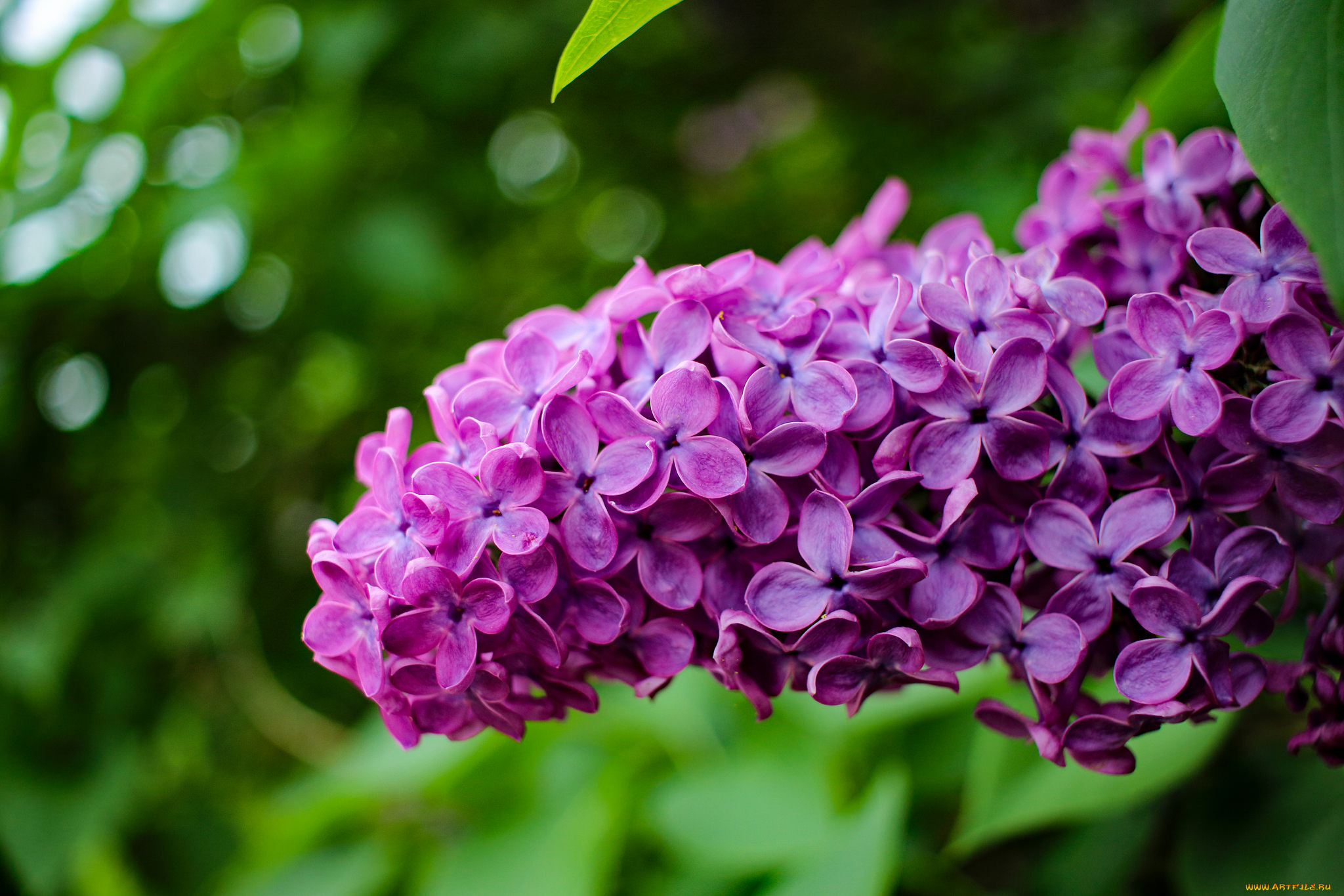 цветы, сирень, цветение, лепестки, цветки