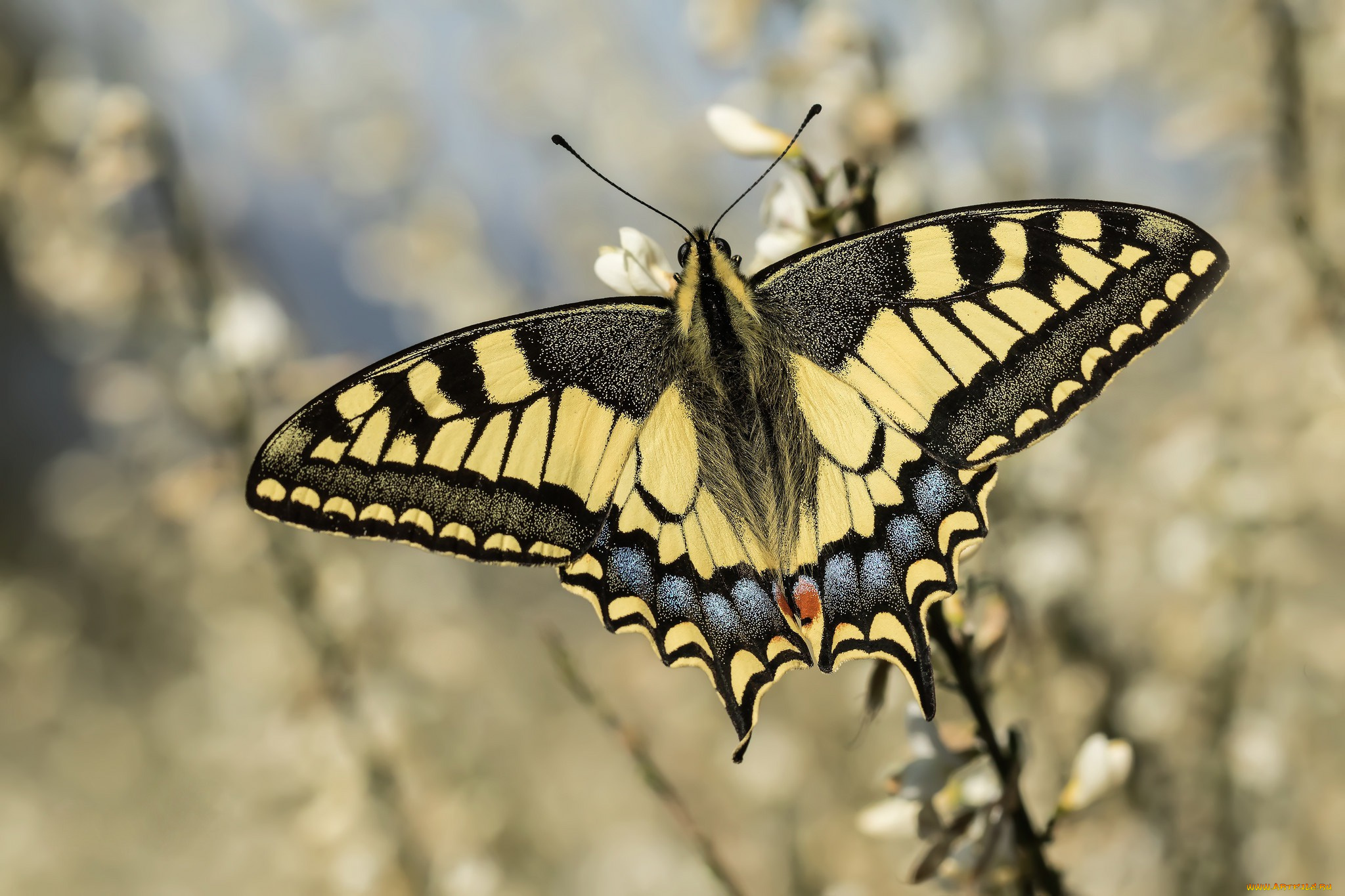 животные, бабочки, , мотыльки, , моли, бабочка, махаон, боке