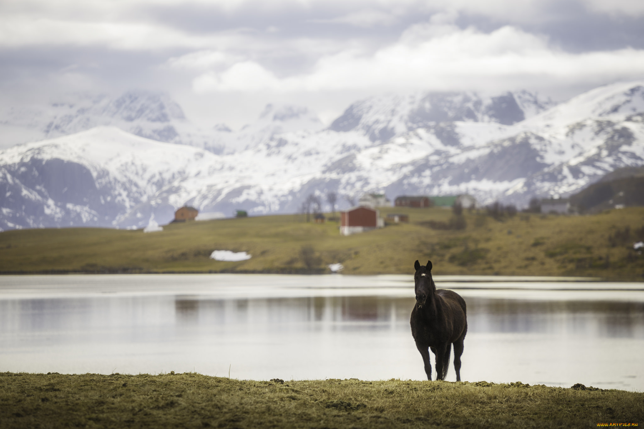 животные, лошади, большая, грива, окрас, лошадь