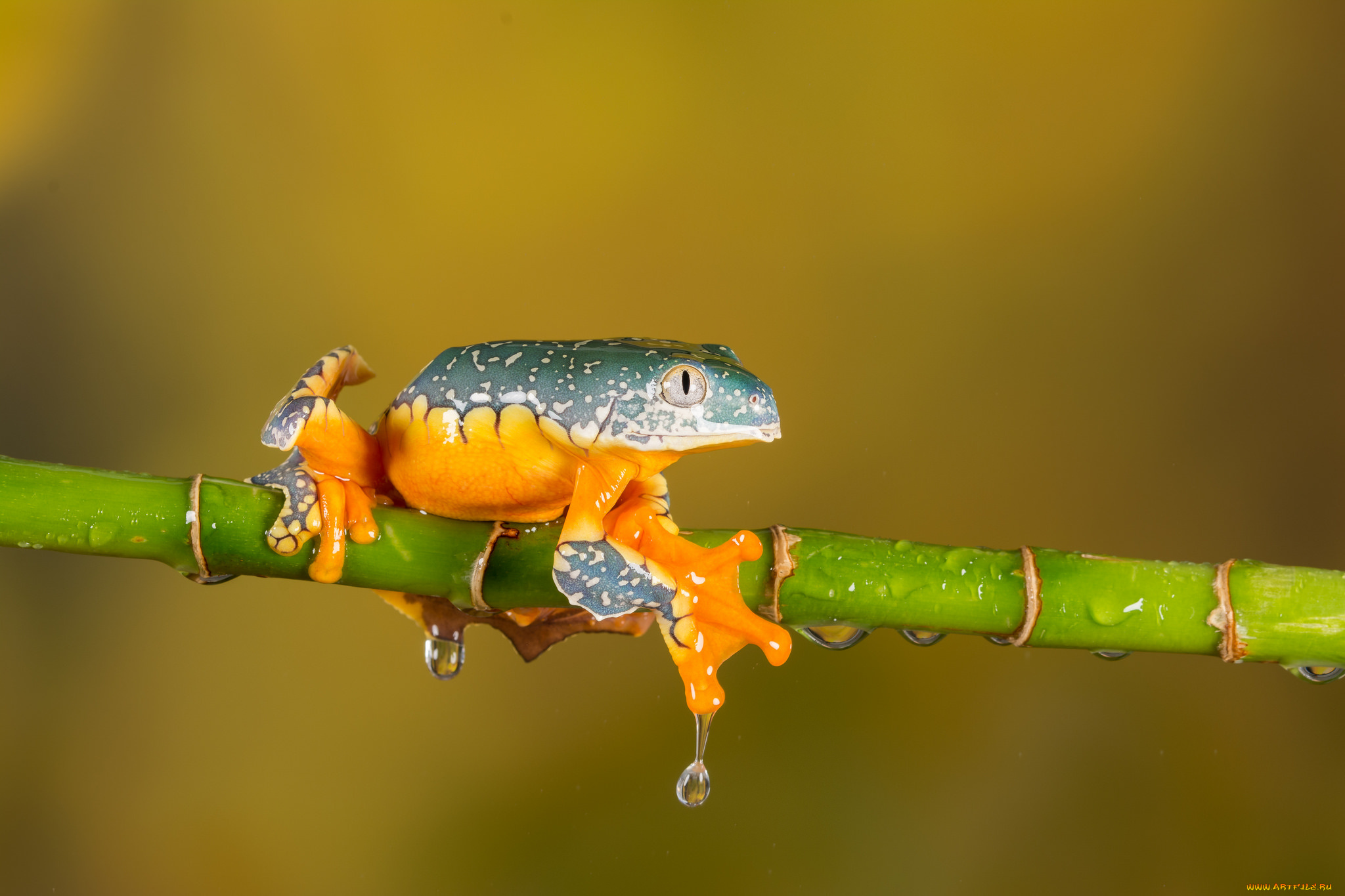 животные, лягушки, frog, цветок, лягушка, flower