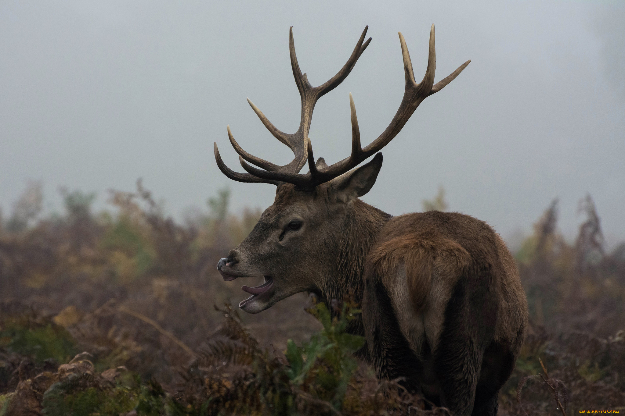 животные, олени, большой, рога, олень