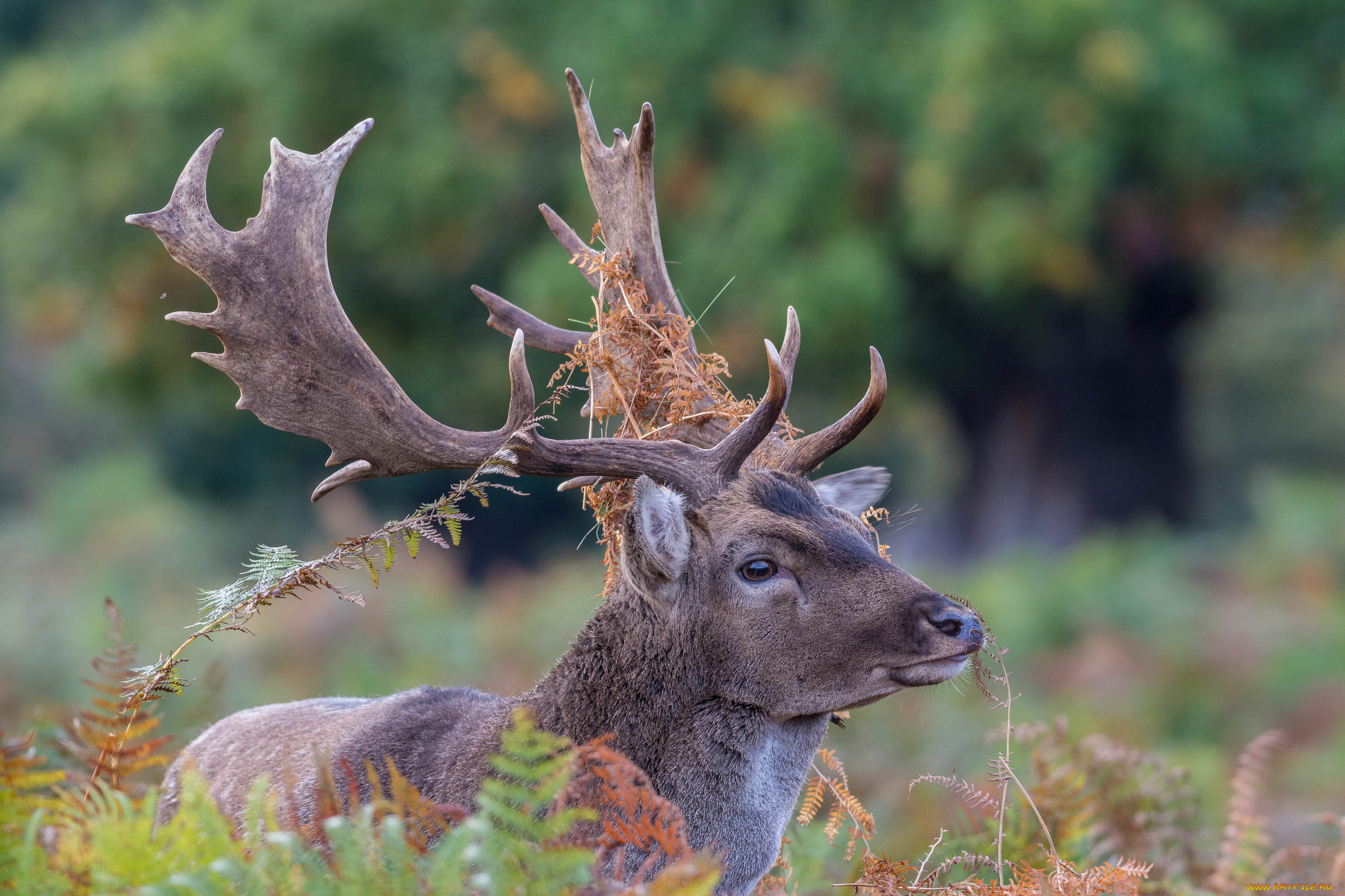 животные, олени, большой, рога, шерсть, окрас, олень
