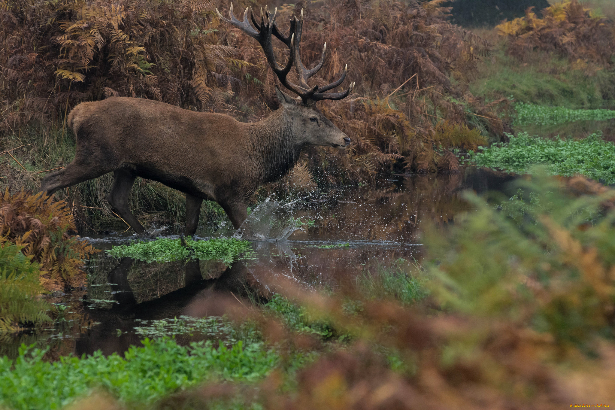 животные, олени, рога, олень, большой