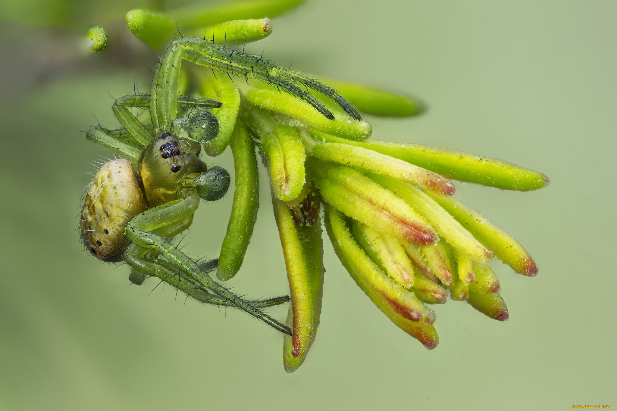 животные, пауки, макро