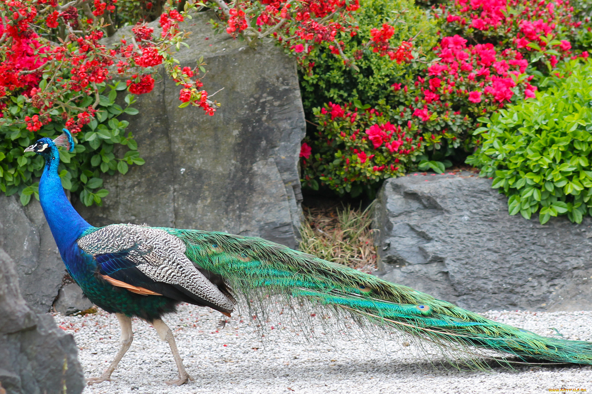 животные, павлины, окрас, птица, перья, павлин