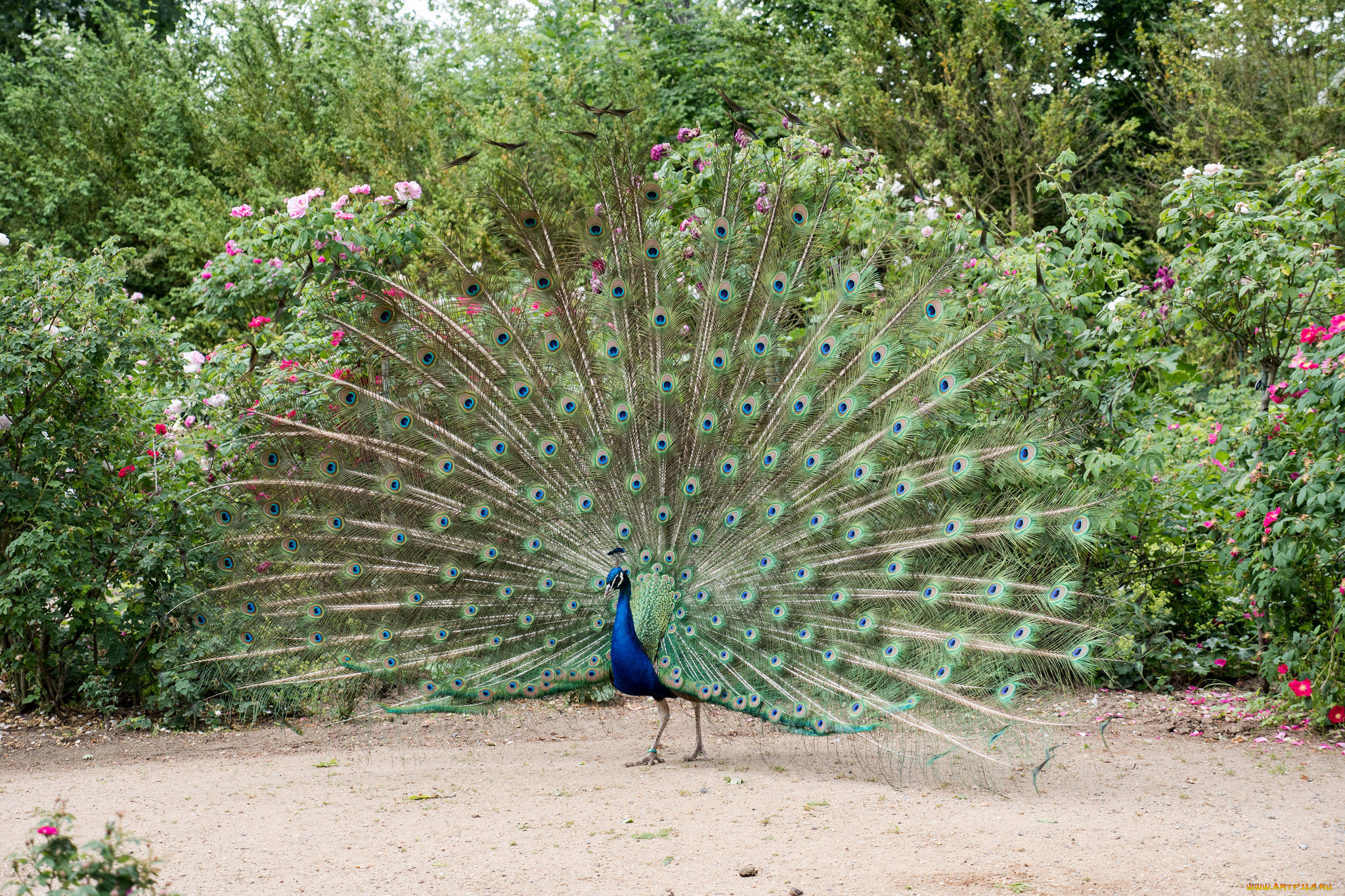 животные, павлины, перышки, цвета, окрас, павлин