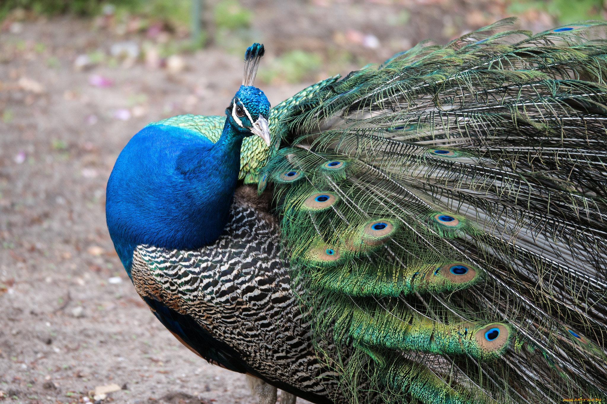 животные, павлины, птица, окрас, перья, павлин