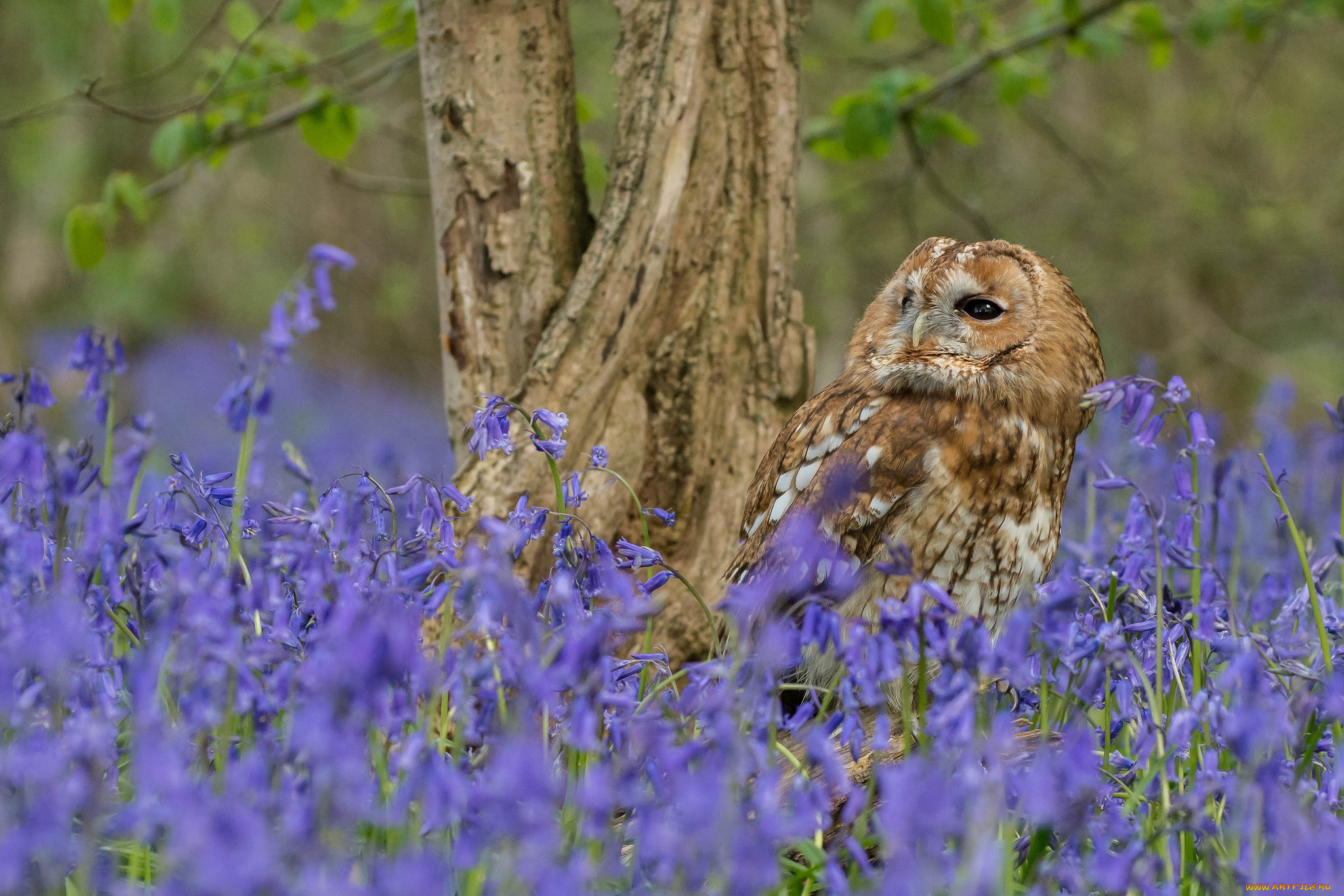 животные, совы, окрас, перья, сова