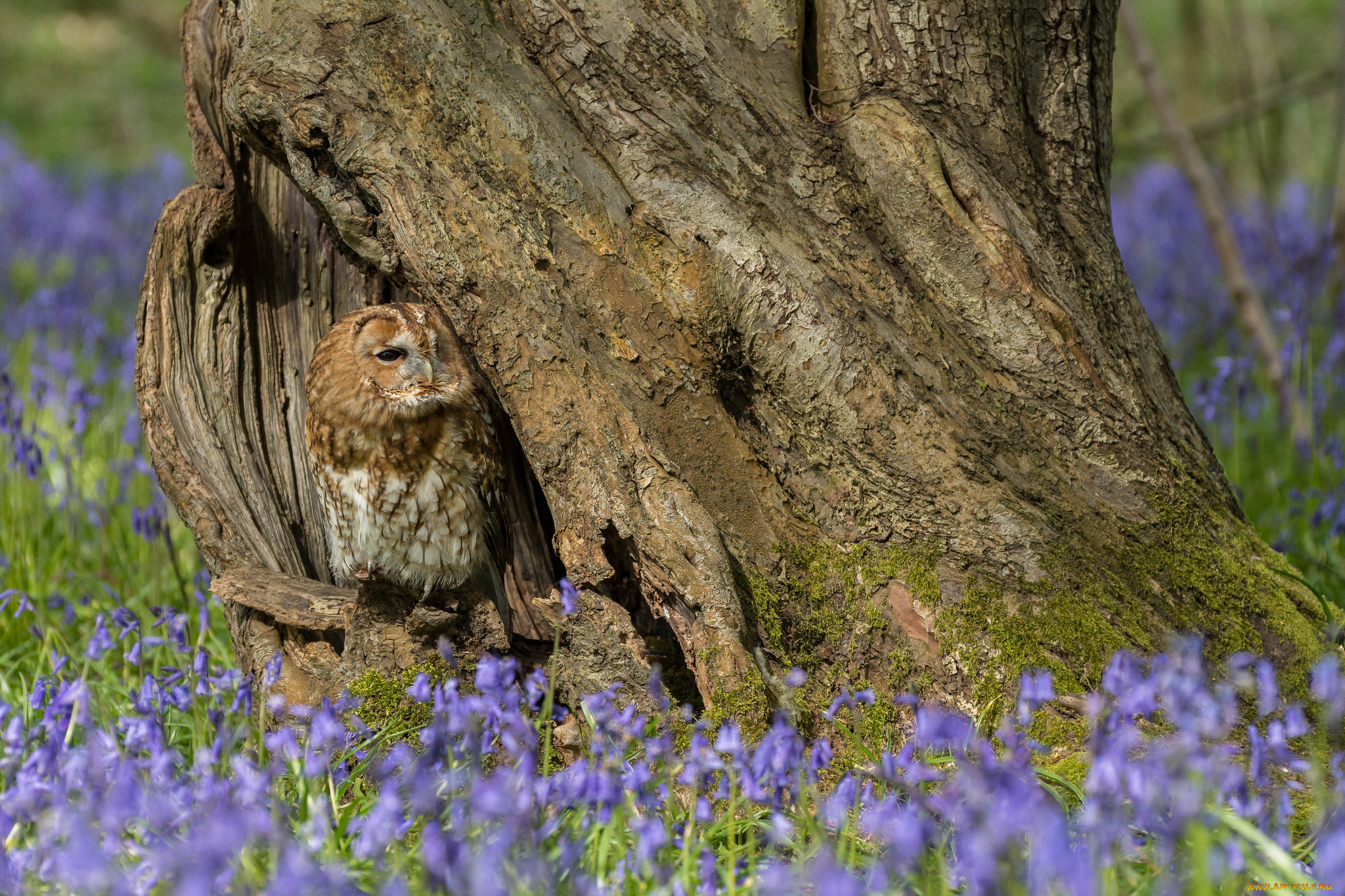 животные, совы, сова, перья, окрас