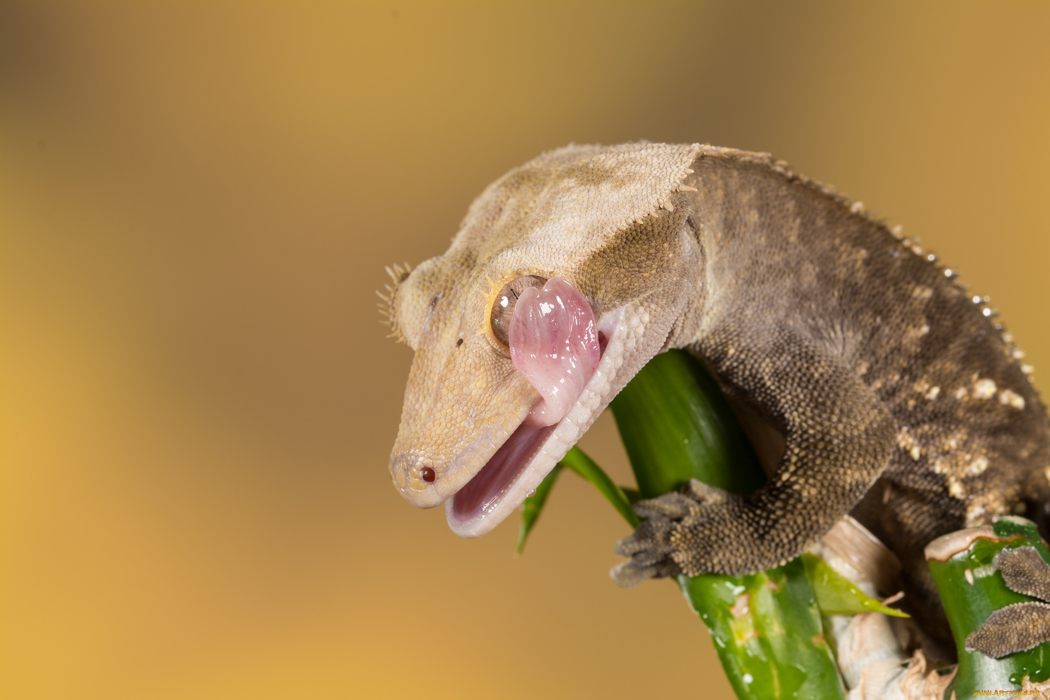 животные, Ящерицы, , игуаны, , вараны, цветок, язык, ящерица