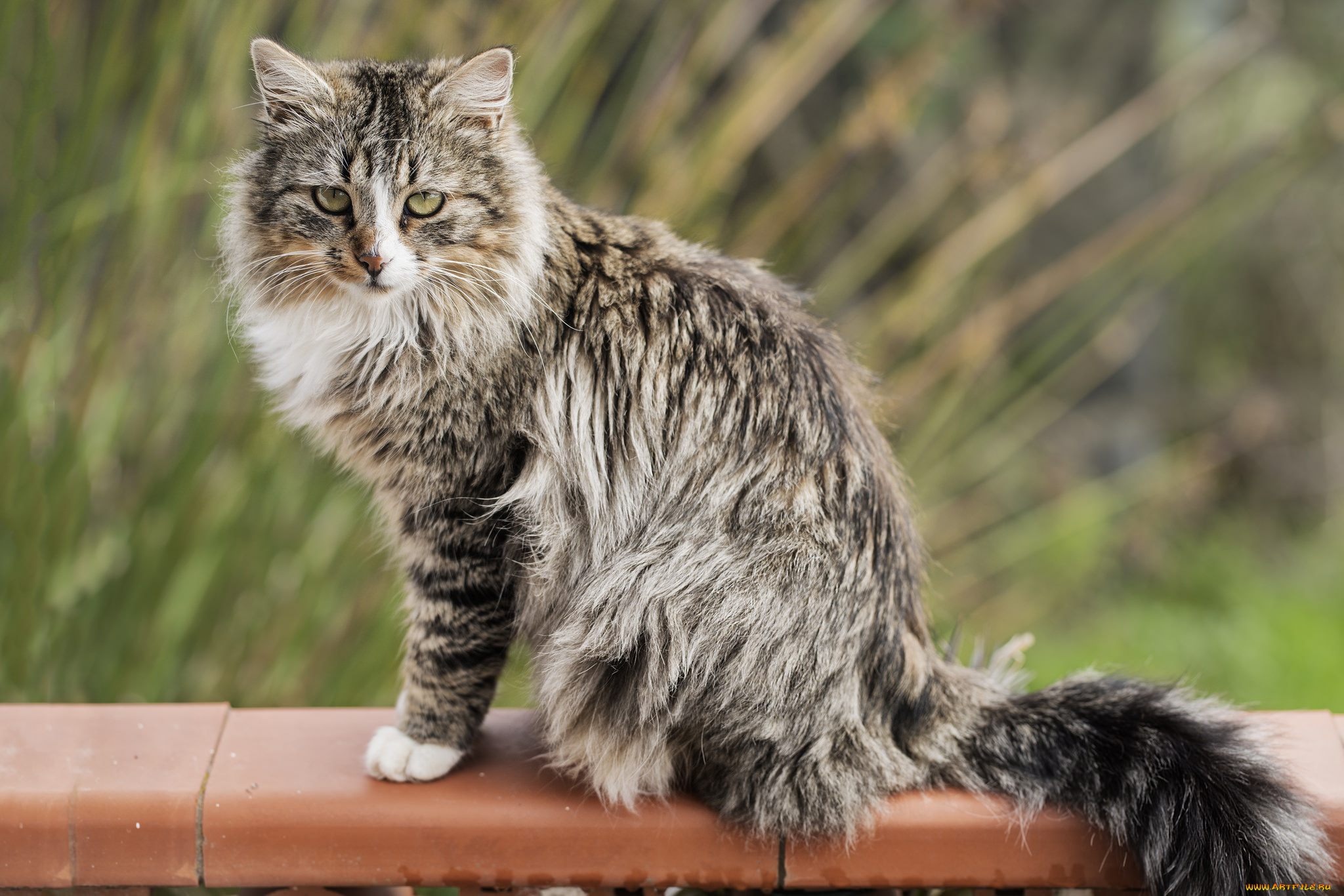 животные, коты, кот