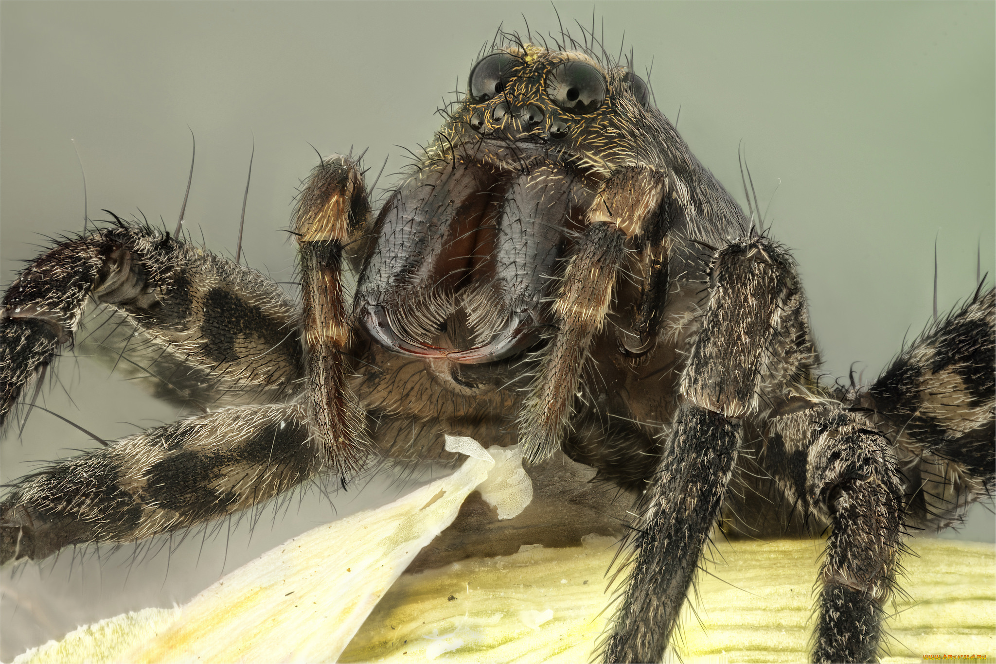 животные, пауки, паук