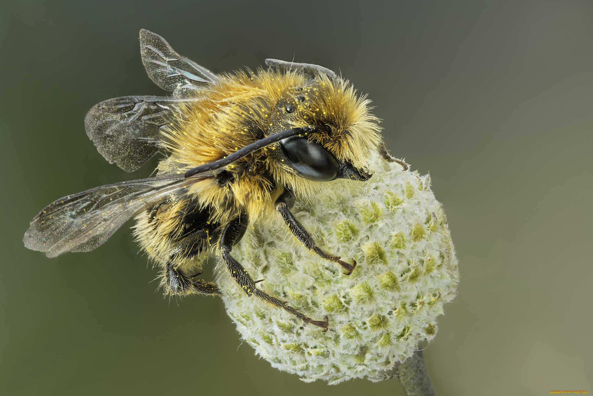 животные, пчелы, , осы, , шмели, макро