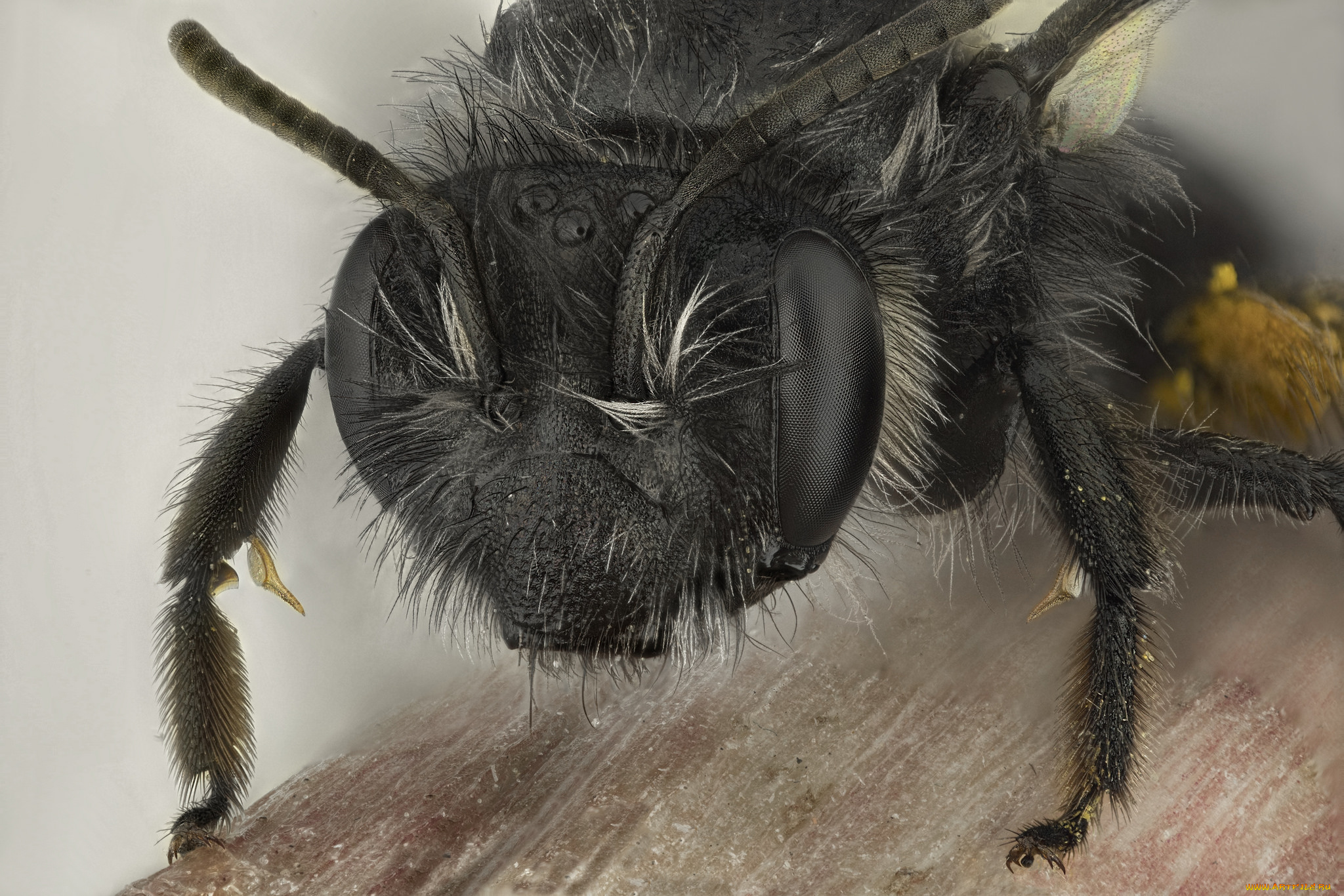 животные, пчелы, , осы, , шмели, макро