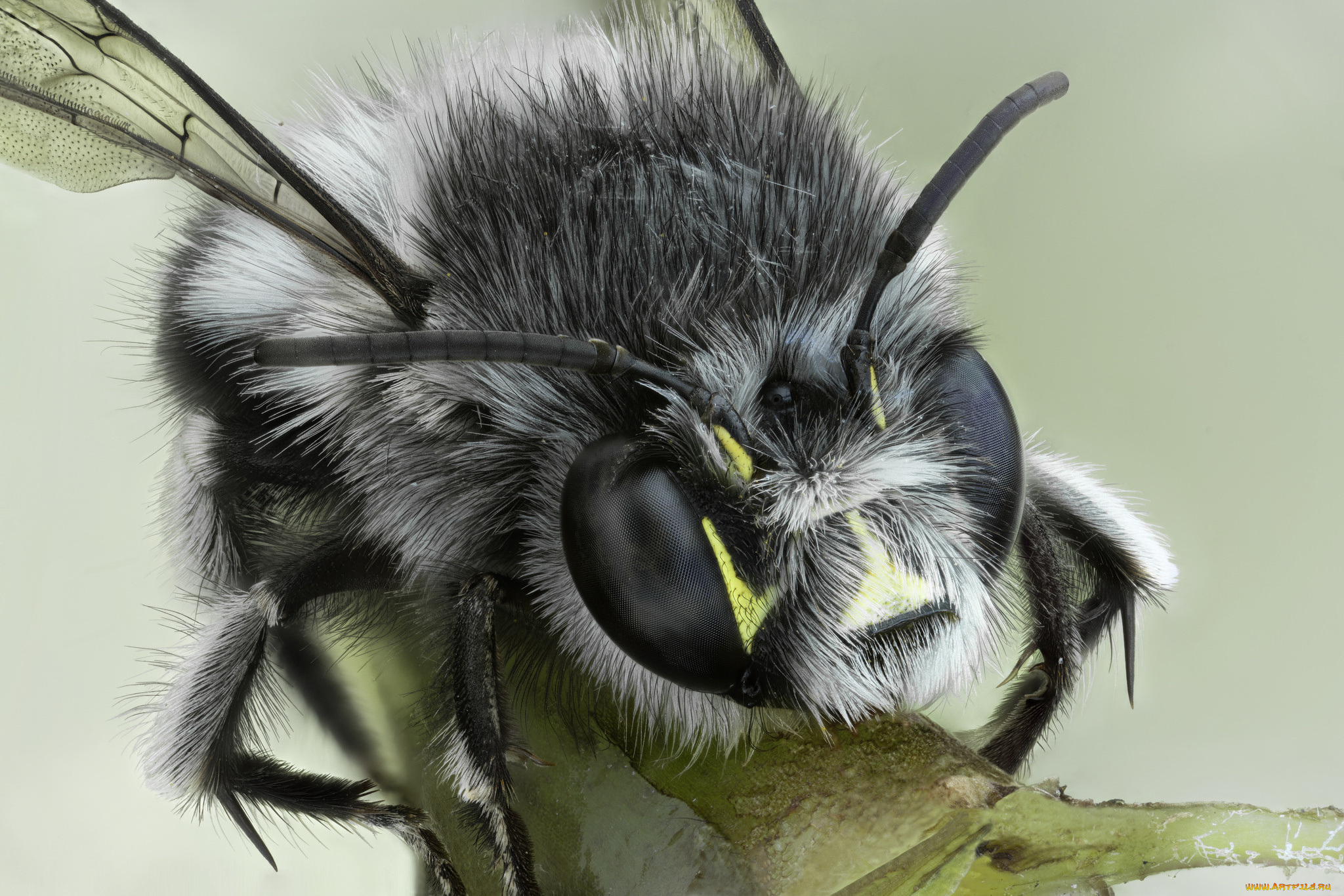 животные, пчелы, , осы, , шмели, пчела