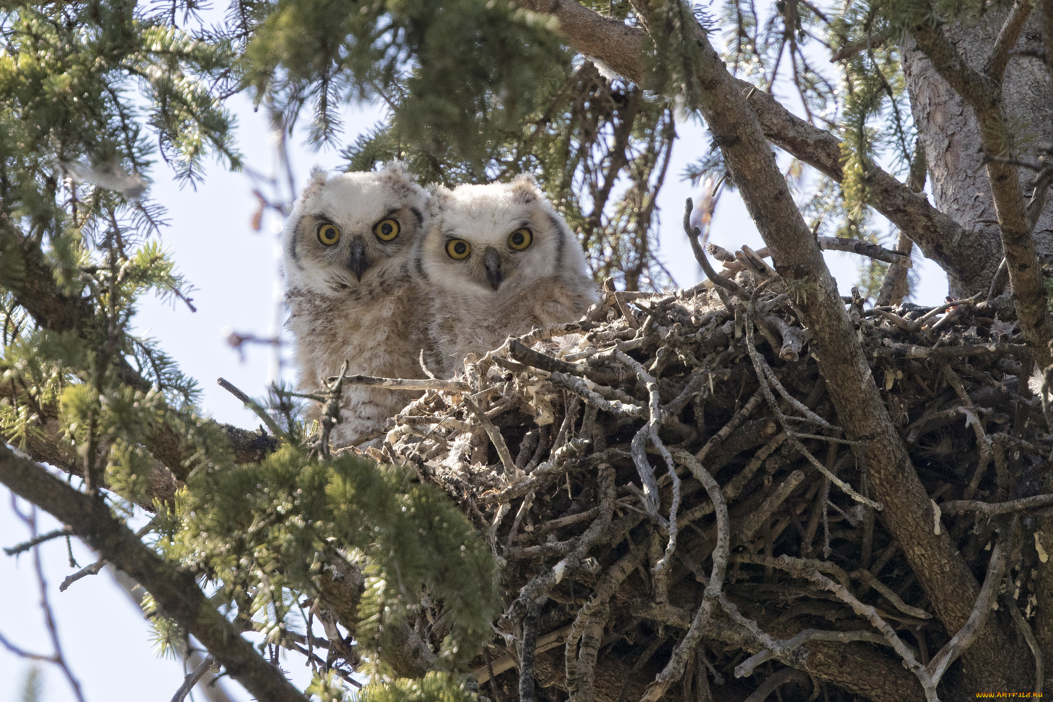 животные, совы, совята