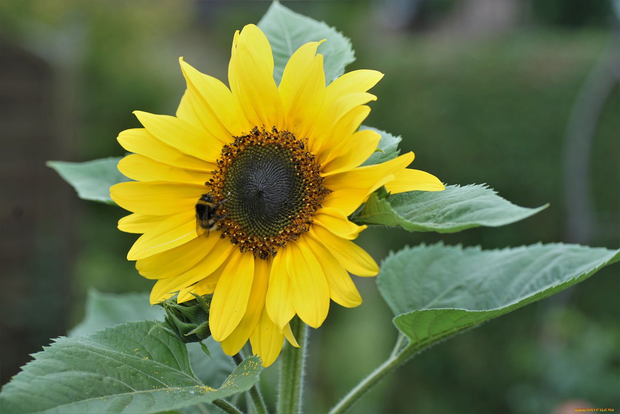 цветы, подсолнухи, подсолнух, листья, цветение