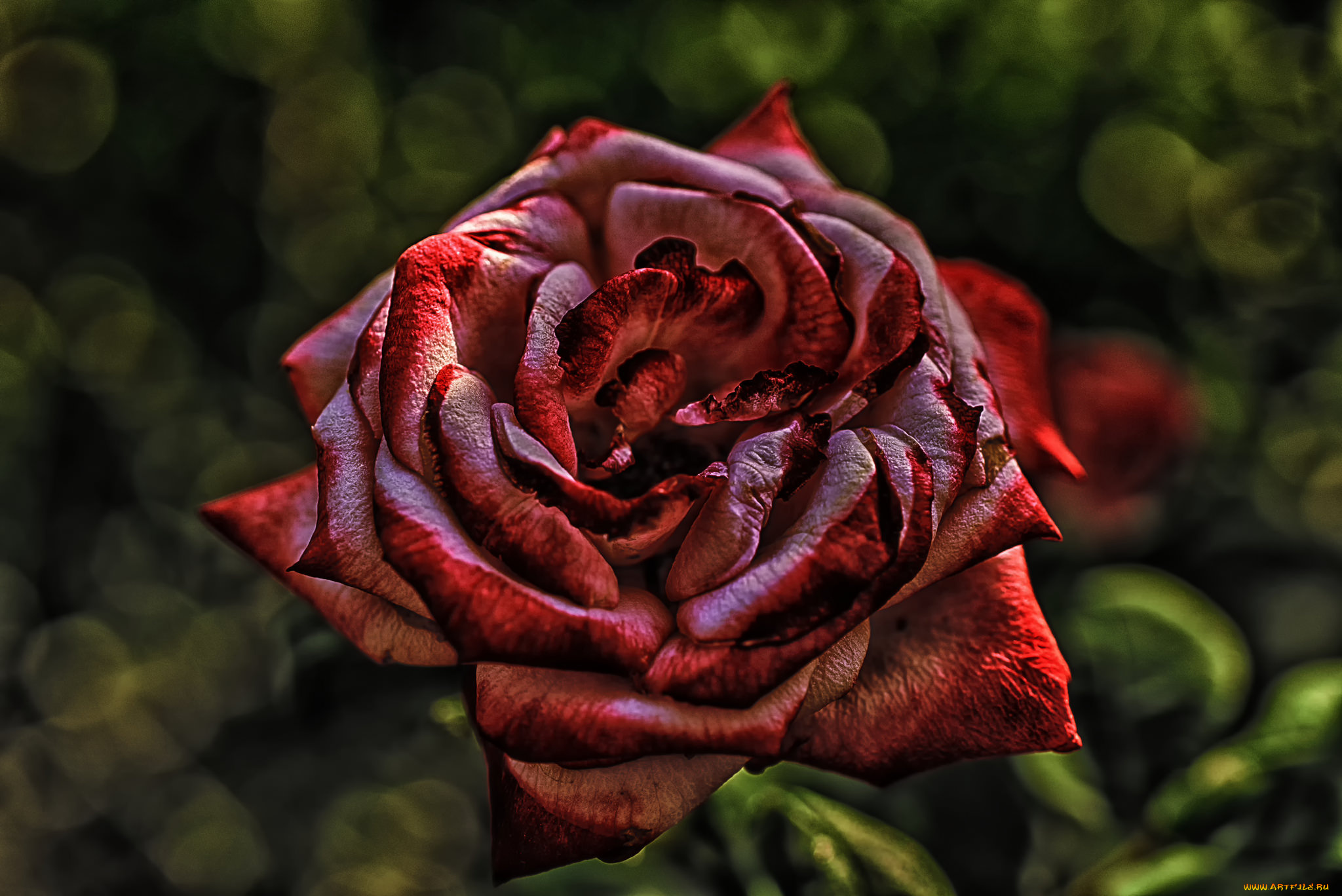 цветы, розы, blossoms, petals, leaves, bud, rose, цветение, листья, лепестки, бутон, роза