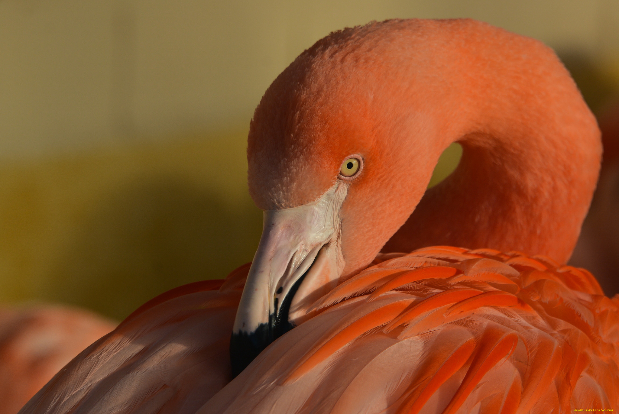 животные, фламинго, птица, окрас, перья