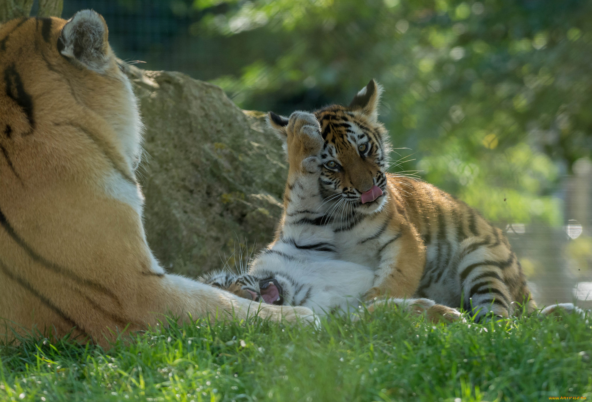 животные, тигры, кошка, амурский, тигр, отдых