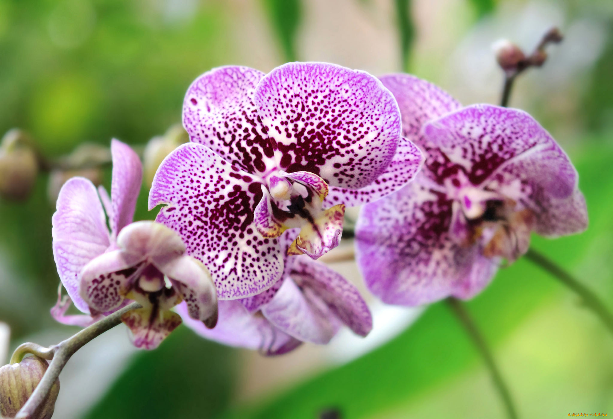 цветы, орхидеи, flowers, flowering, orchids, цветение