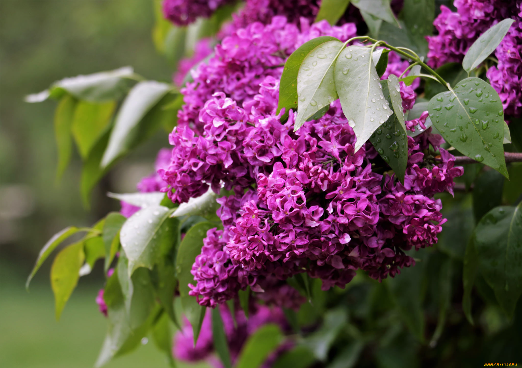 цветы, сирень, цветки, лепестки, цветение