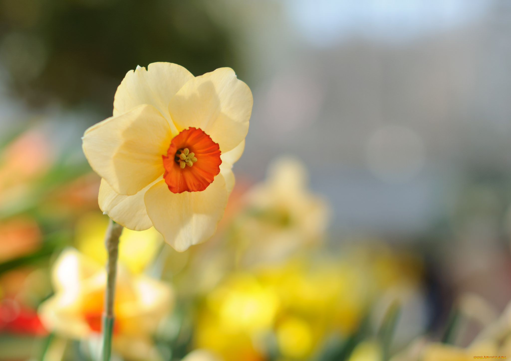 цветы, нарциссы, лепестки, цветение