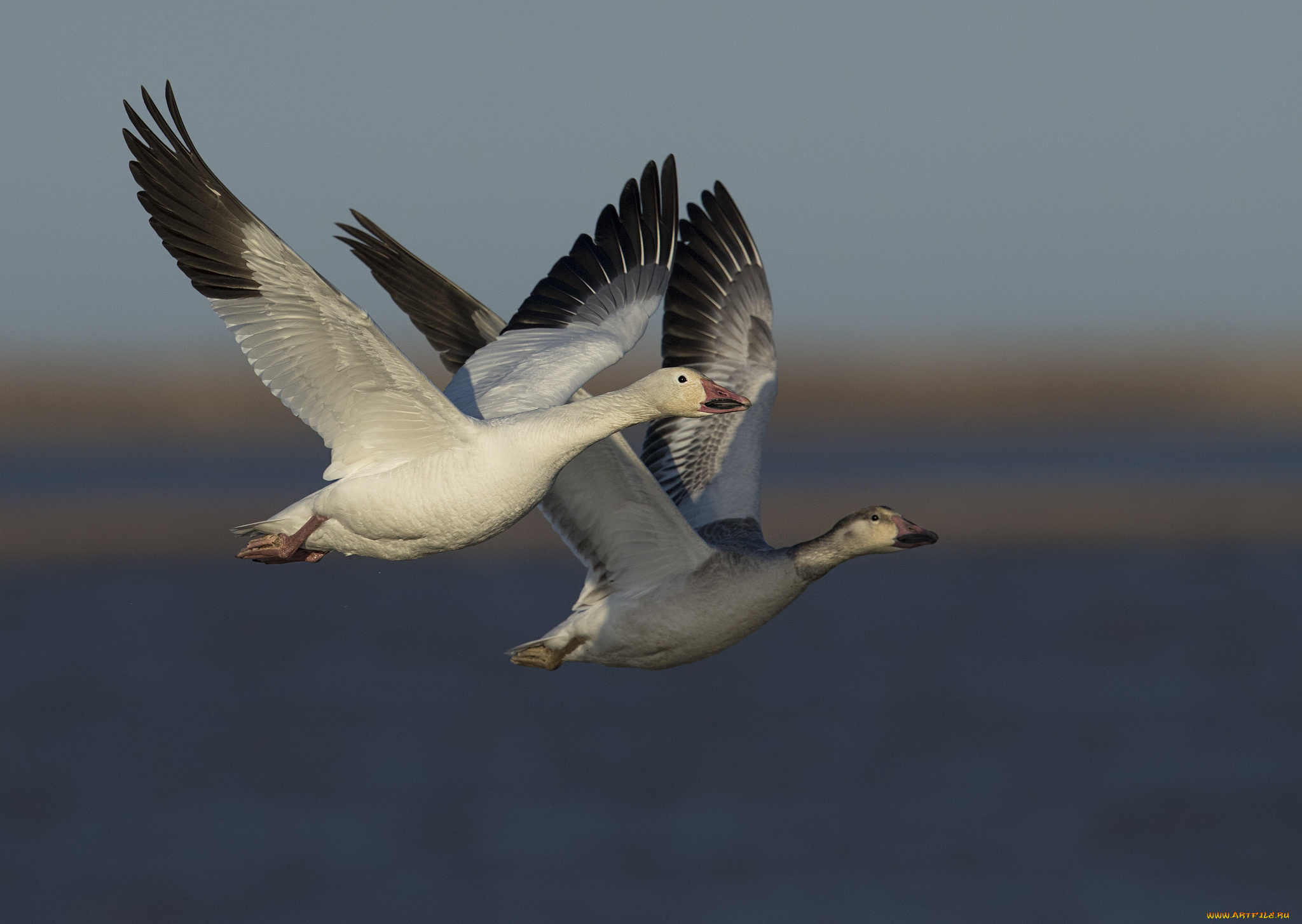 животные, гуси