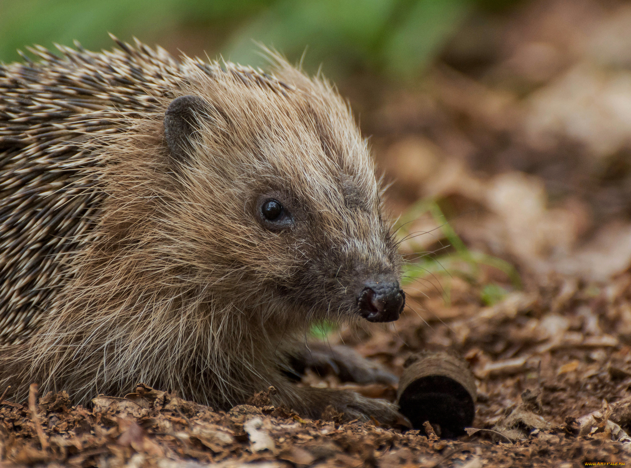 животные, ежи, носик, иголки, ежик