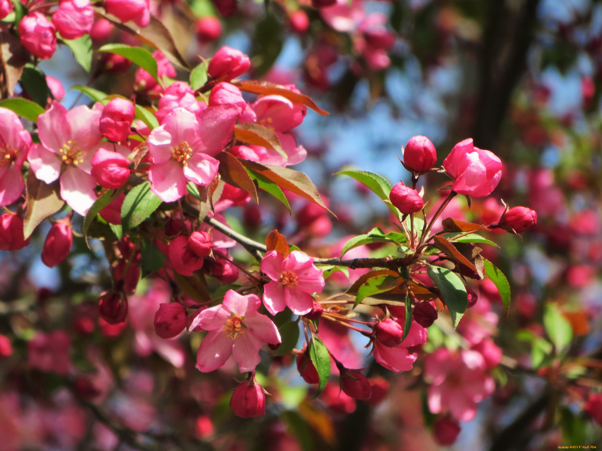 цветы, цветущие, деревья, , , кустарники, цветущая, веточка, цветки, листья, ветка