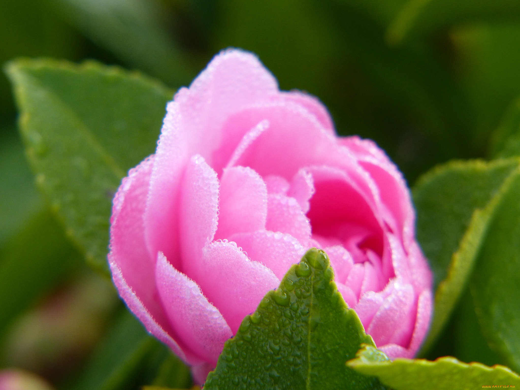 цветы, камелии, нежность, цветение, листья, лепестки, розовая, бутон, камелия