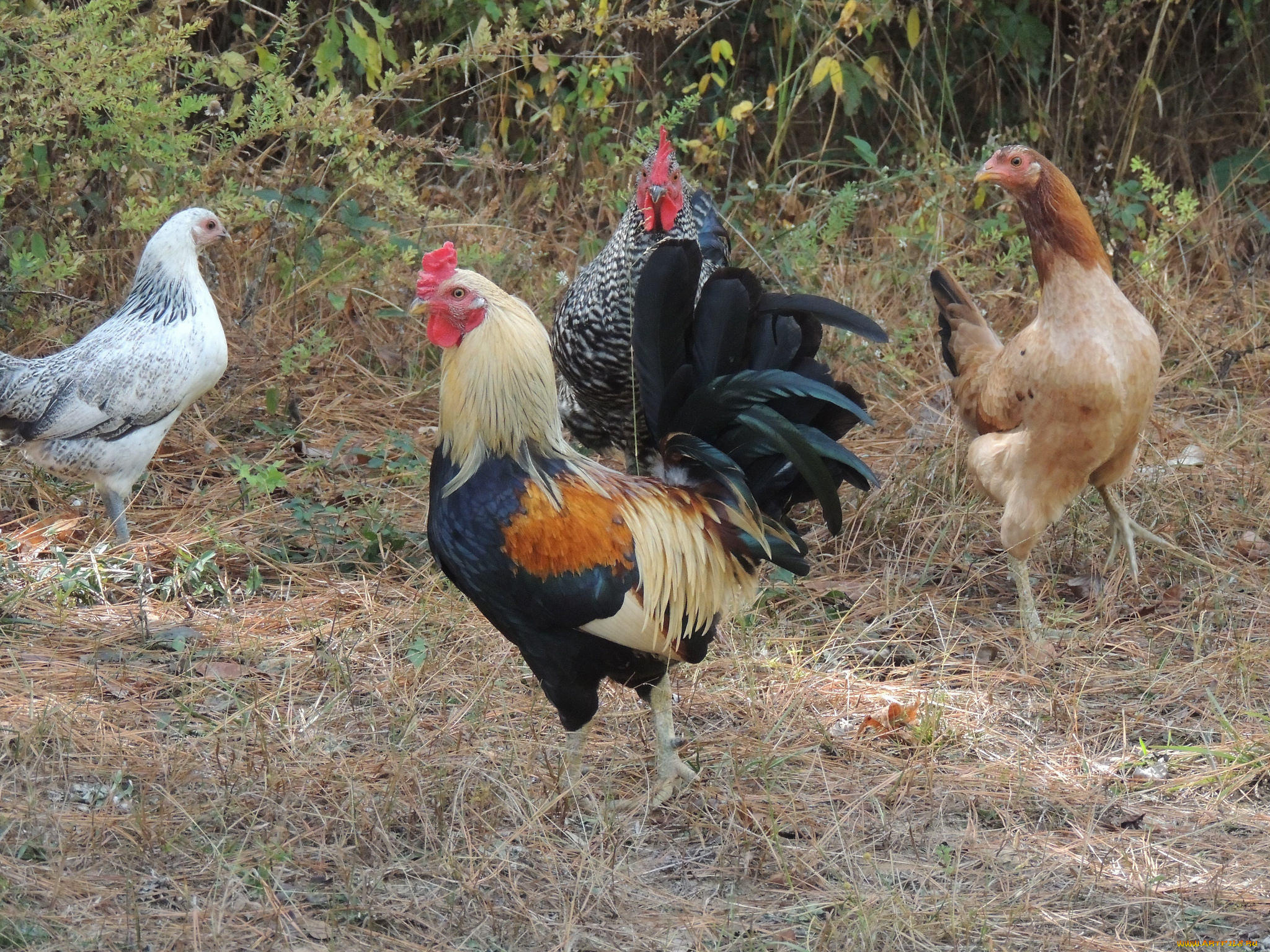 животные, куры, , петухи, курицы, петух