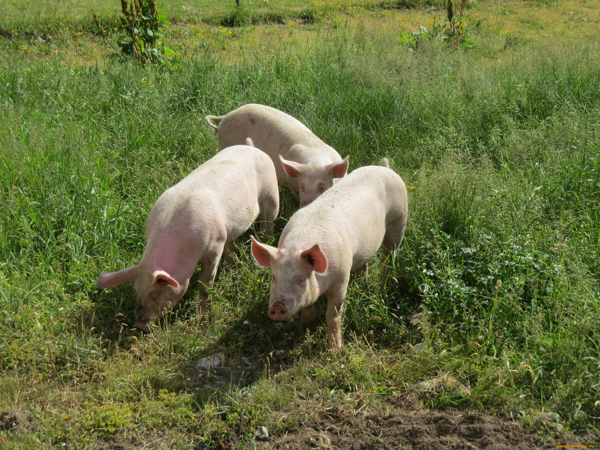 животные, свиньи, , кабаны, поросята