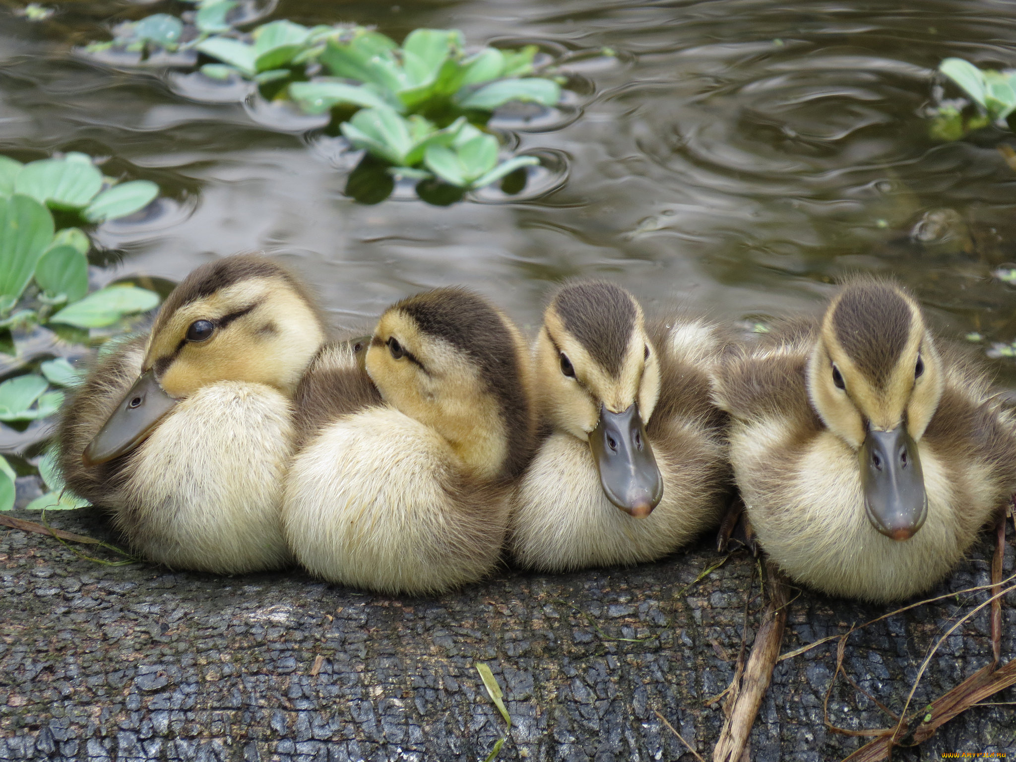 животные, утки, малыши, отдых, перышки