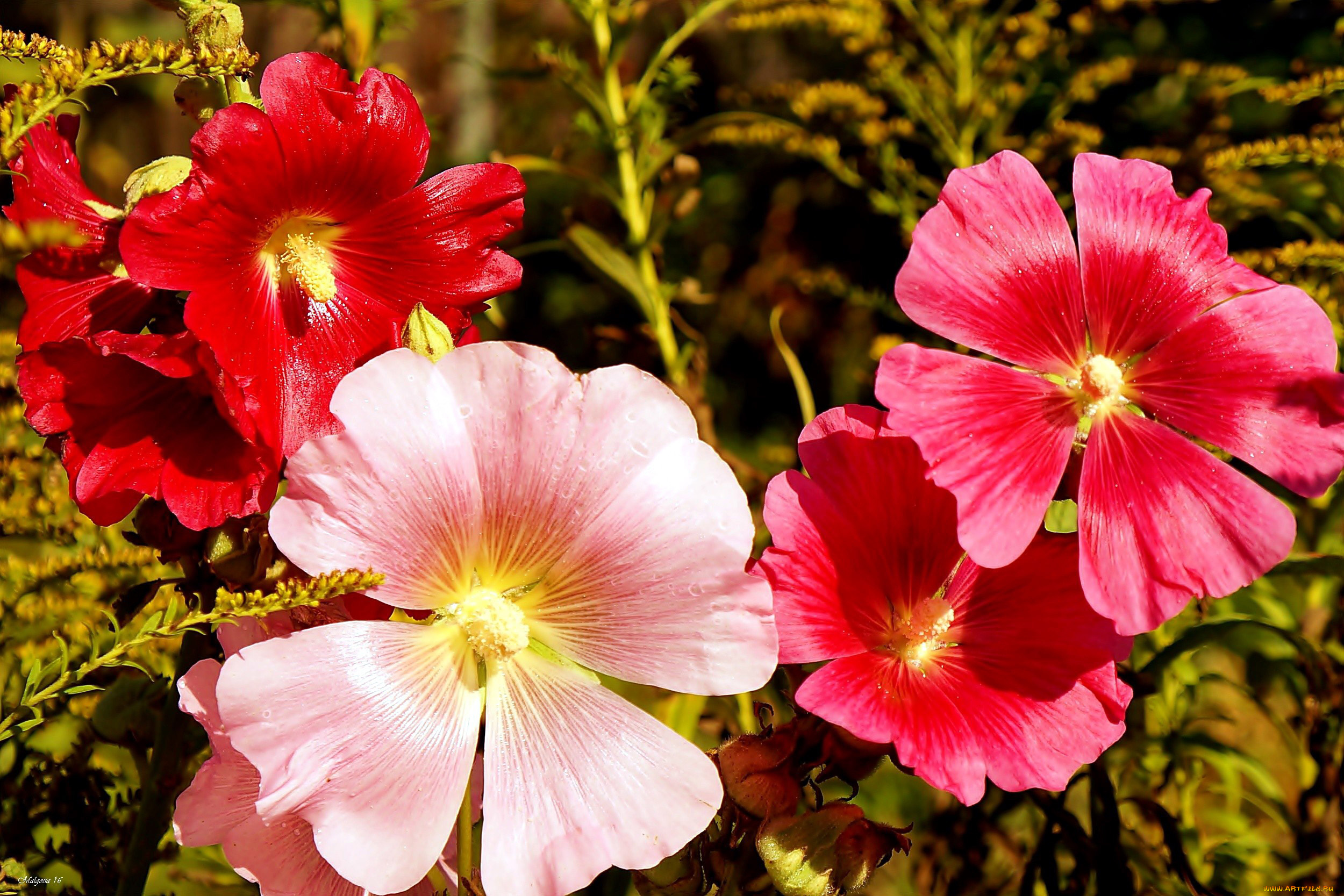 цветы, мальвы, макро, яркий