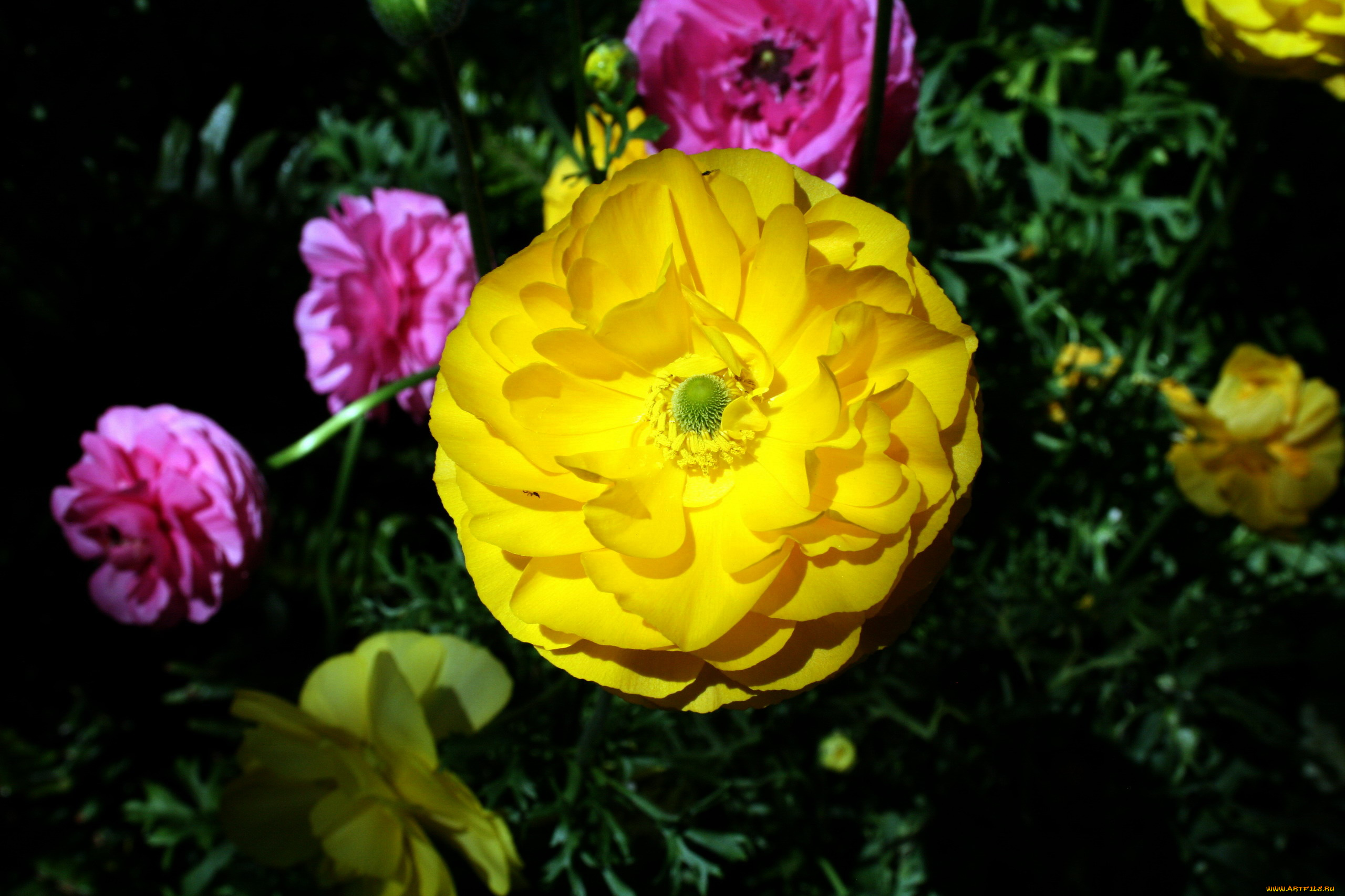 цветы, ранункулюс, , азиатский, лютик, макро, желтый