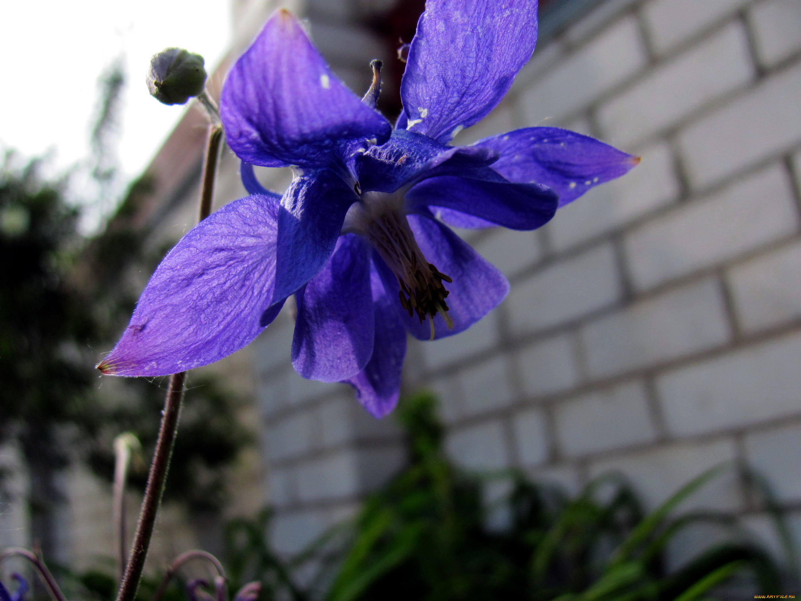 цветы, аквилегия, , водосбор, синий