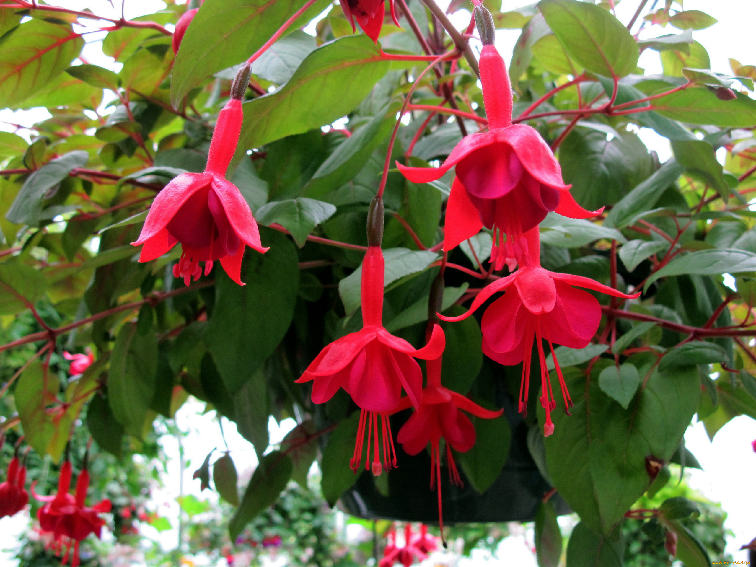 цветы, фуксия, розовый