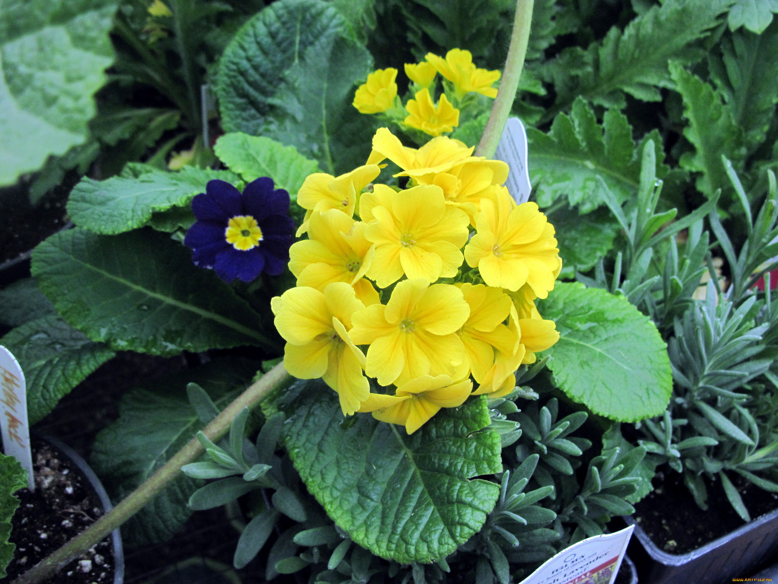 цветы, примулы, первоцвет