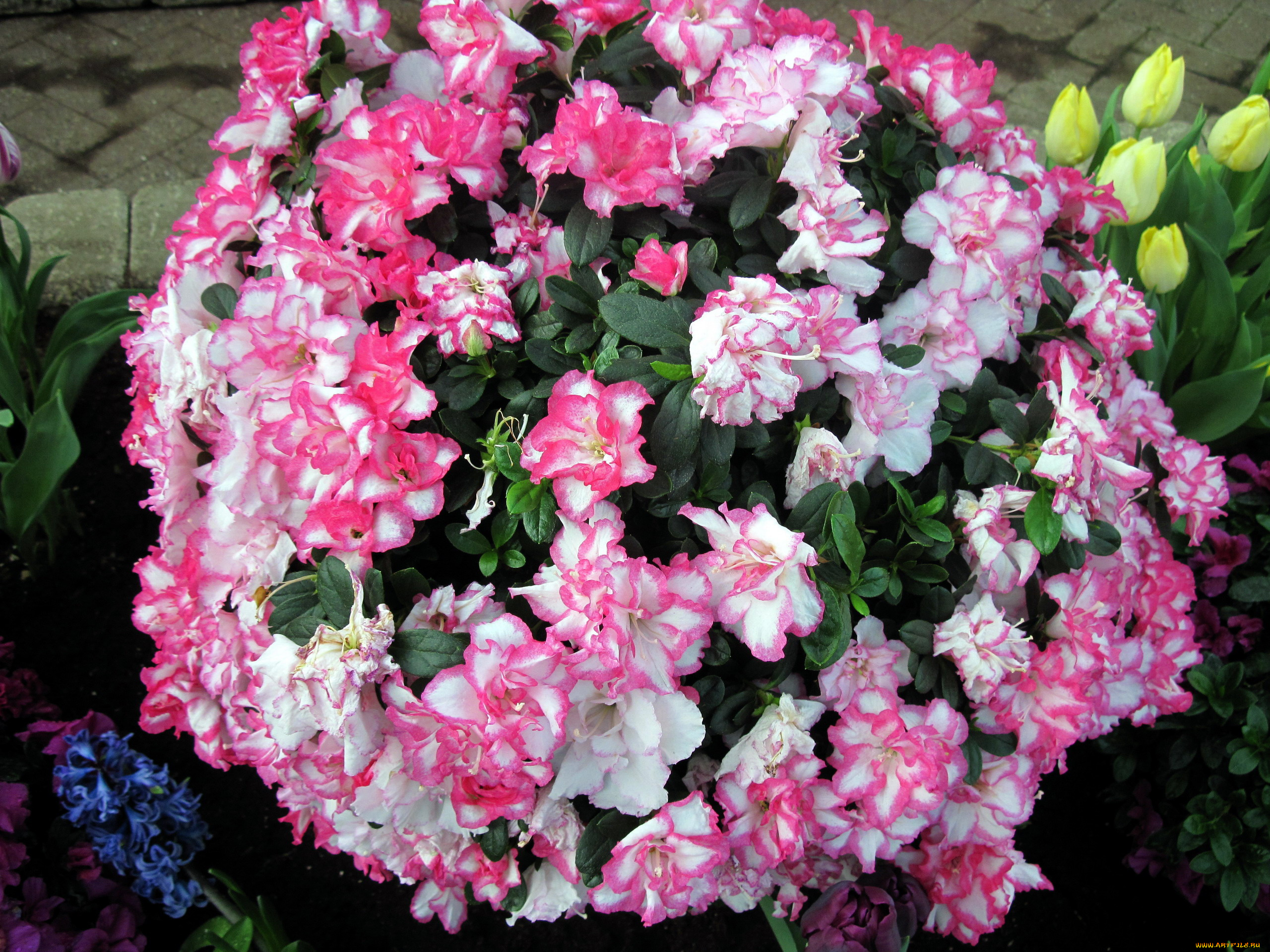 цветы, рододендроны, , азалии, азалия