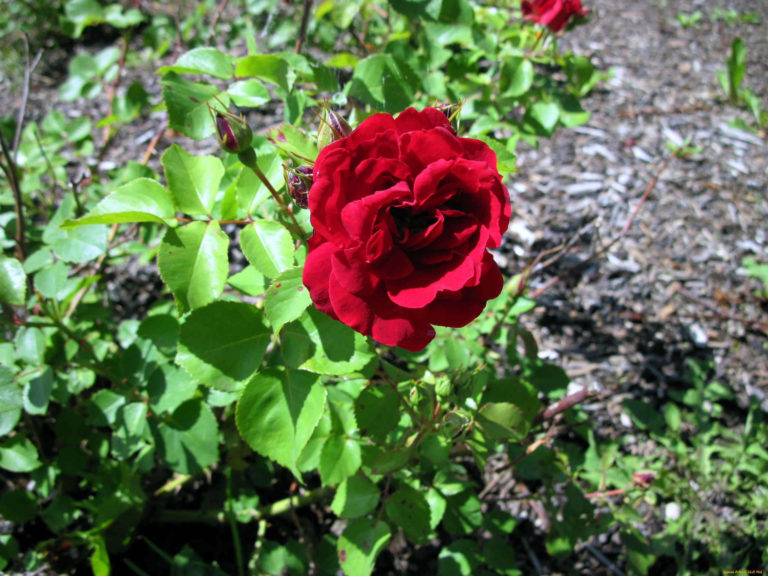 цветы, розы, красный