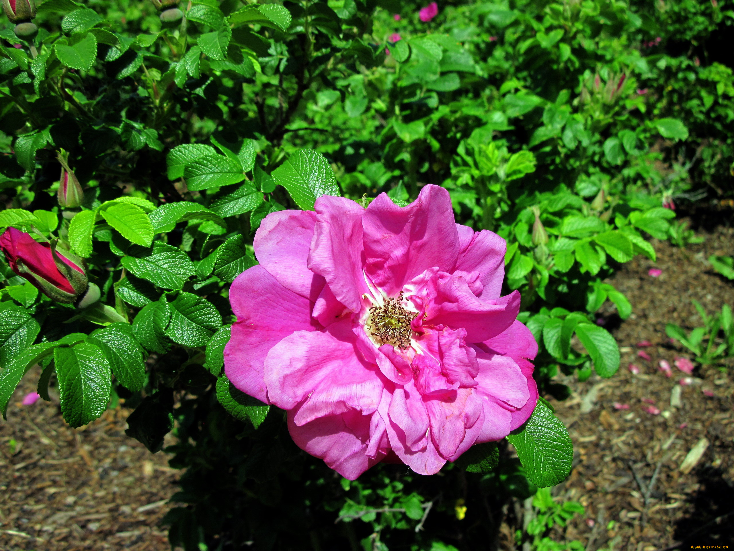 цветы, шиповник, розовый