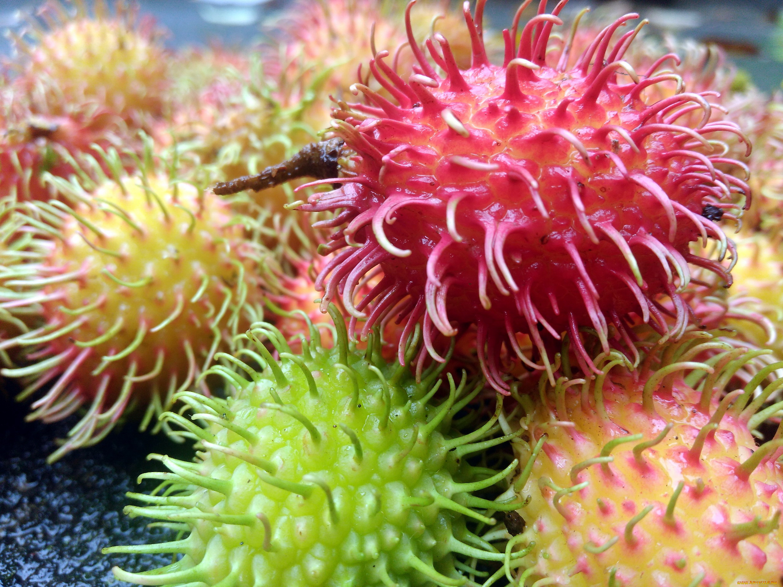 еда, рамбутан, мохнатый, фрукт, экзотика