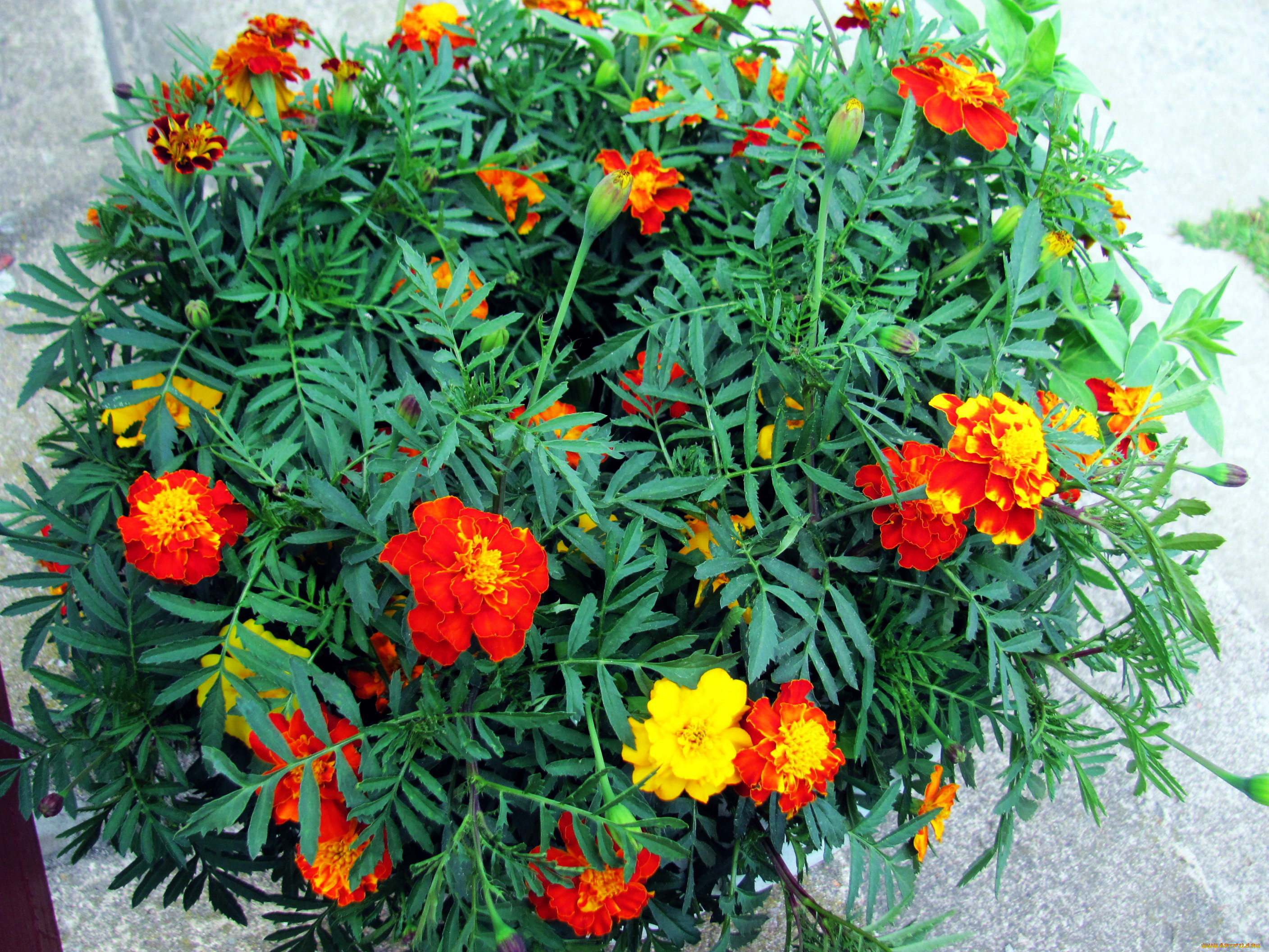 цветы, бархатцы, тагетес