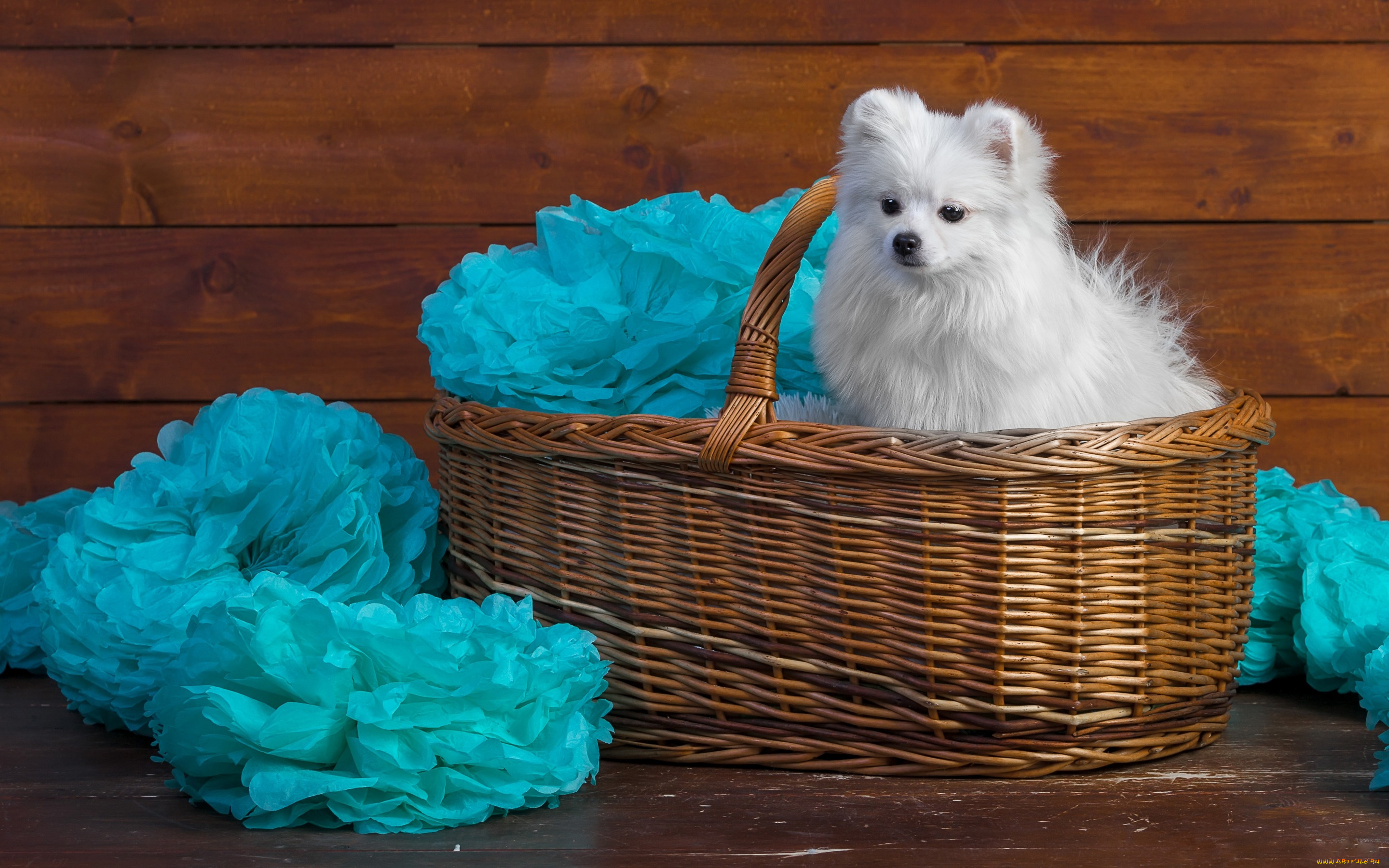 животные, собаки, белый, портрет, очаровашка, шпиц, собака, доски, деревянный, корзина, милашка, ткань, щенок, лапочка, бумага, фотосессия, сидит, голубой, мордашка, махровая, украшения, фон